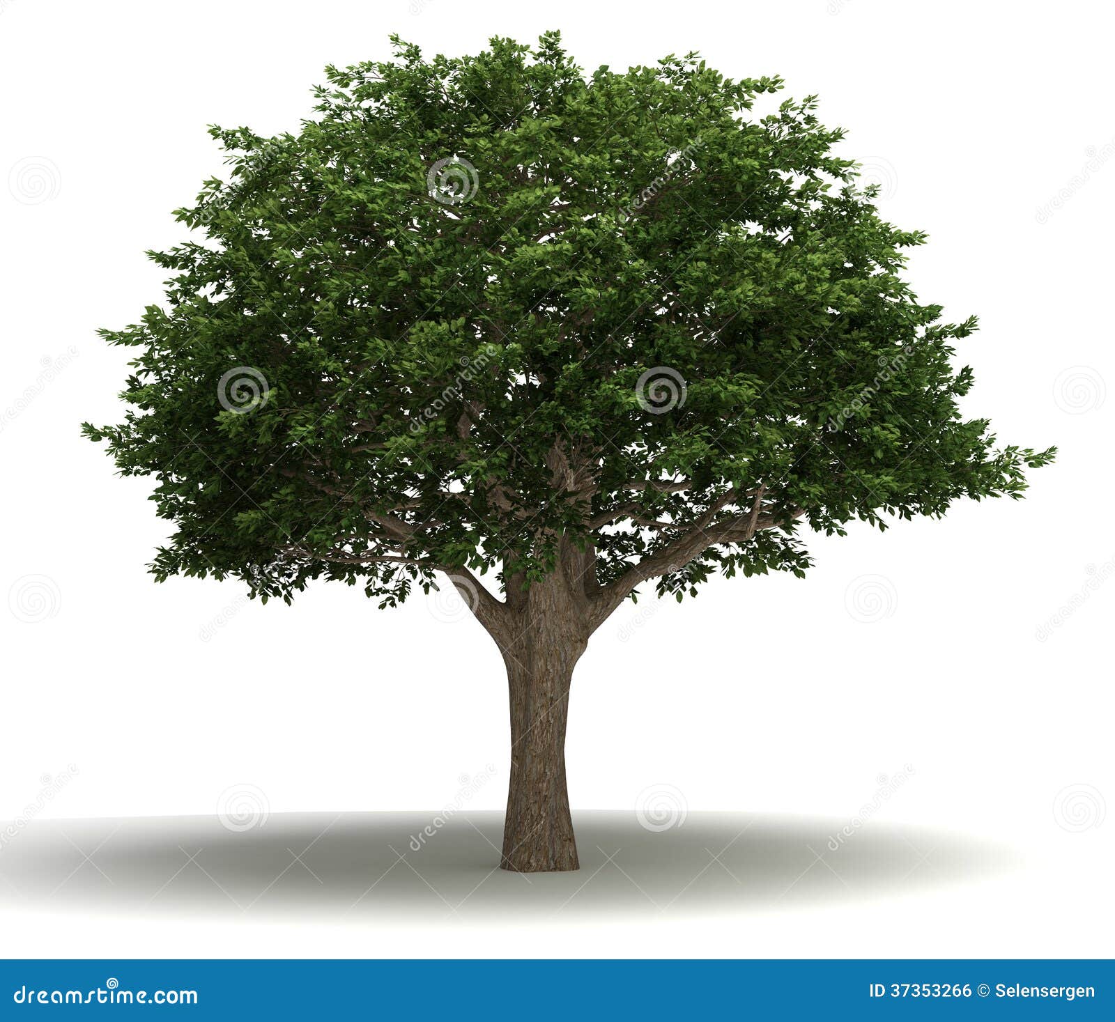 Brazilian Pepper Tree Stock Illustrations 5 Brazilian Pepper Tree