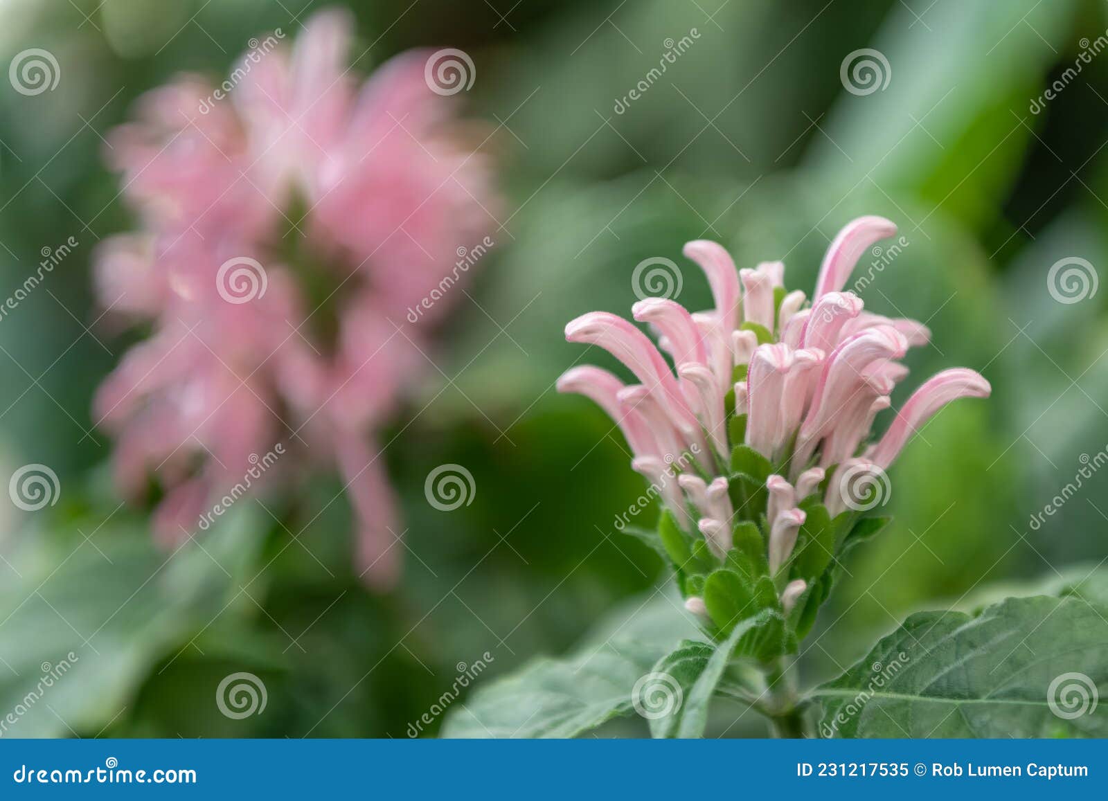 brazilian plume flower, justicia carnea, pinkish budding flower