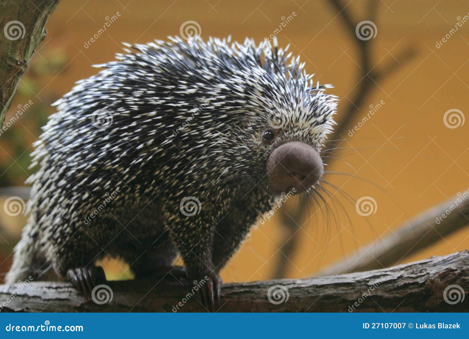 Brazilian porcupine stock image. Image of nature, tailed 27107007
