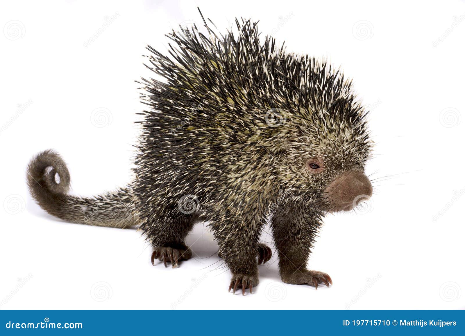 the brazilian porcupine coendou prehensilis