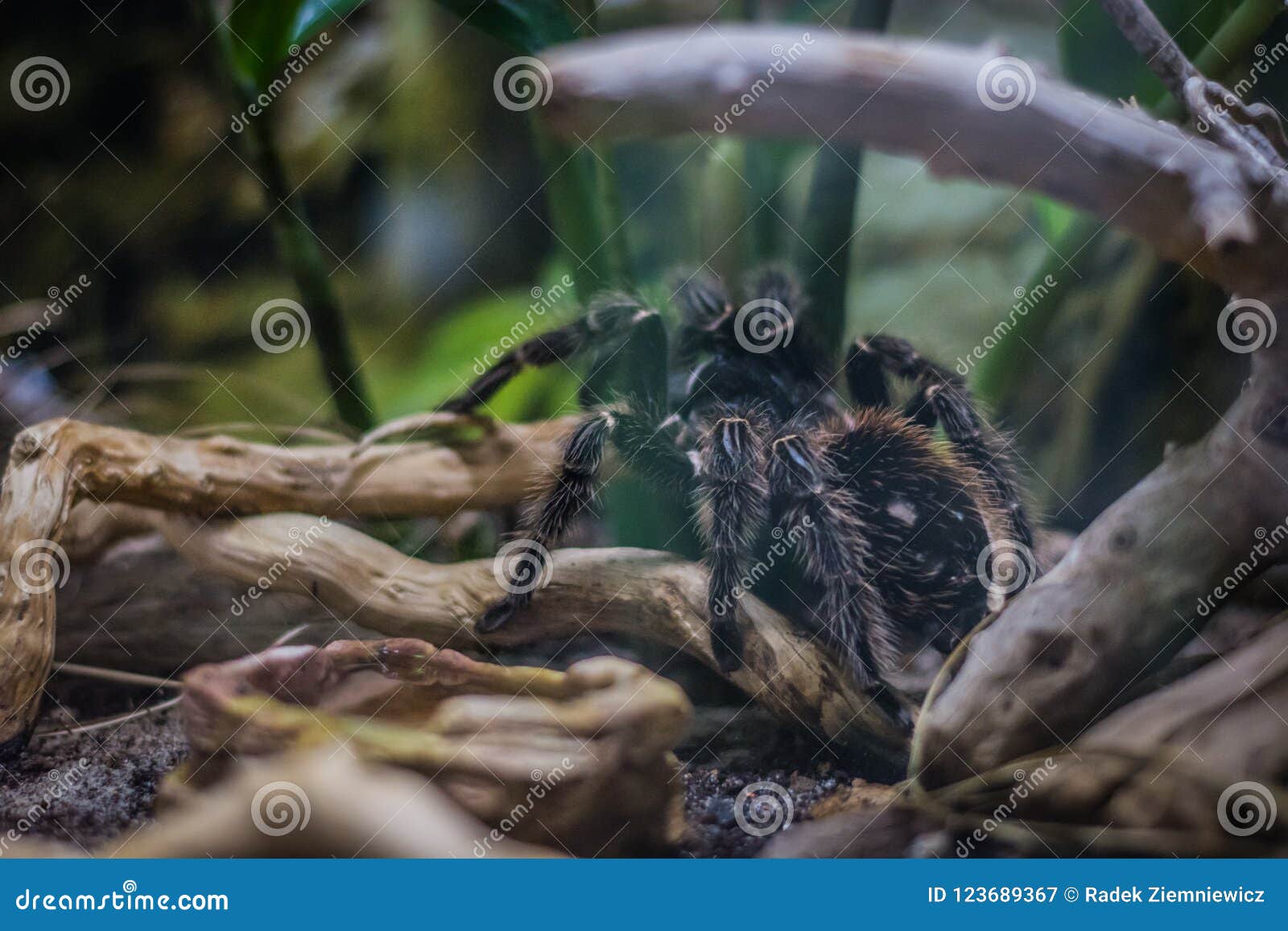 Brazilian Salmon Pink Bird-eating Tarantula Stock Image - Image of ...