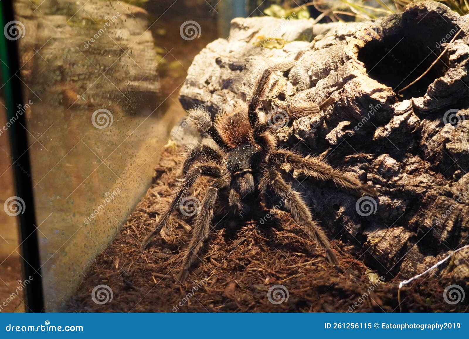 Brazilian Salmon Pink Bird Eating Tarantula Stock Image - Image of bird ...