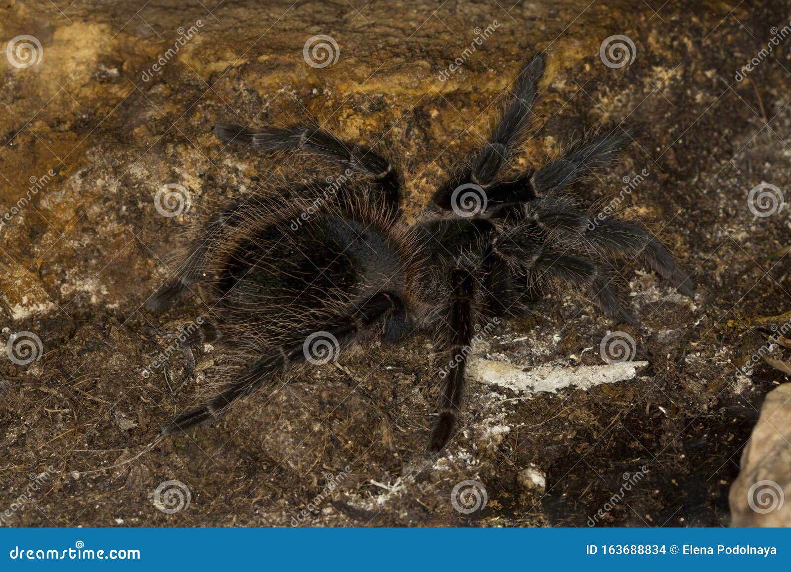 Brazilian Salmon Pink Bird-eating Tarantula Lasiodora Parahybana. Stock ...