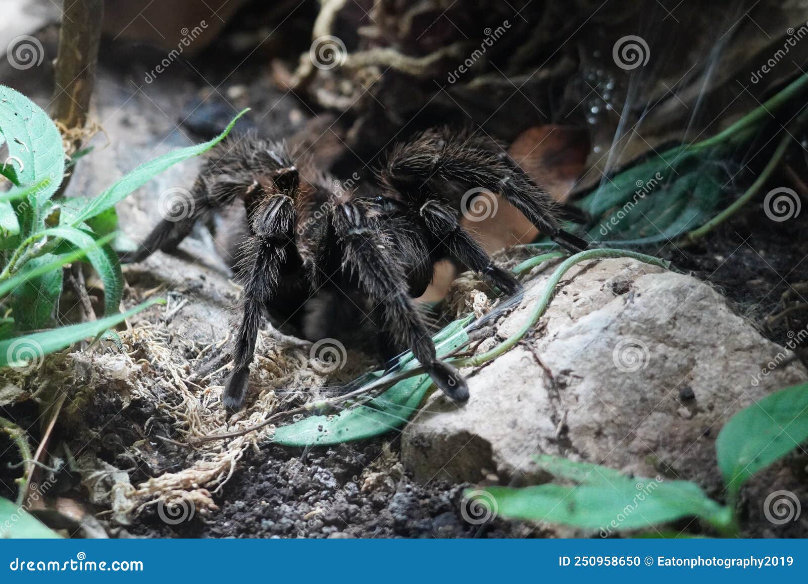 Brazilian Salmon Pink Bird Eating Tarantula Looking Out at the World ...