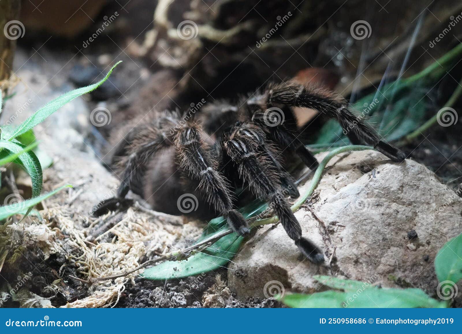 Brazilian Salmon Pink Bird Eating Tarantula Looking Out at the World ...