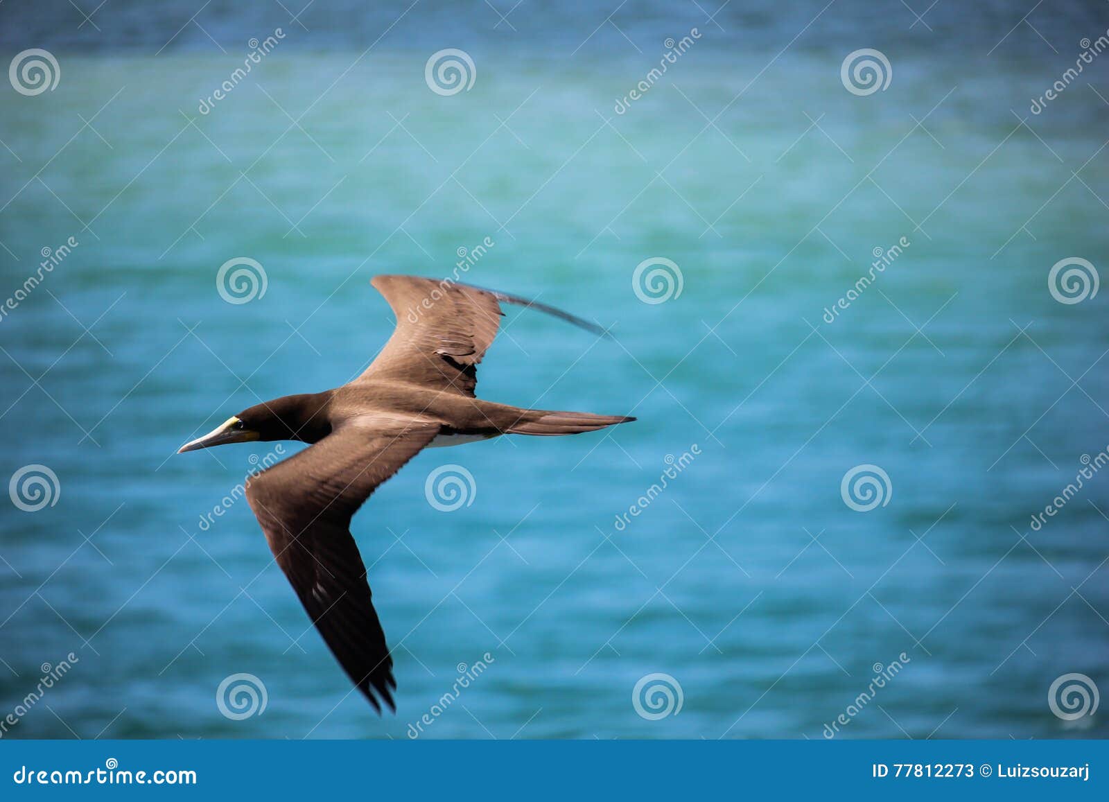 Brazilian seabird Booby. The Booby is a seabird of Sulidae family living on the coast of tropical and subtropical seas, such as Brazil. In this image we see an adult Booby flying over the sea in search of food in the sea of Cabo Frio, in the Lakes Region of Rio de Janeiro, Brazil. In local name, the bird is known as Atoba.