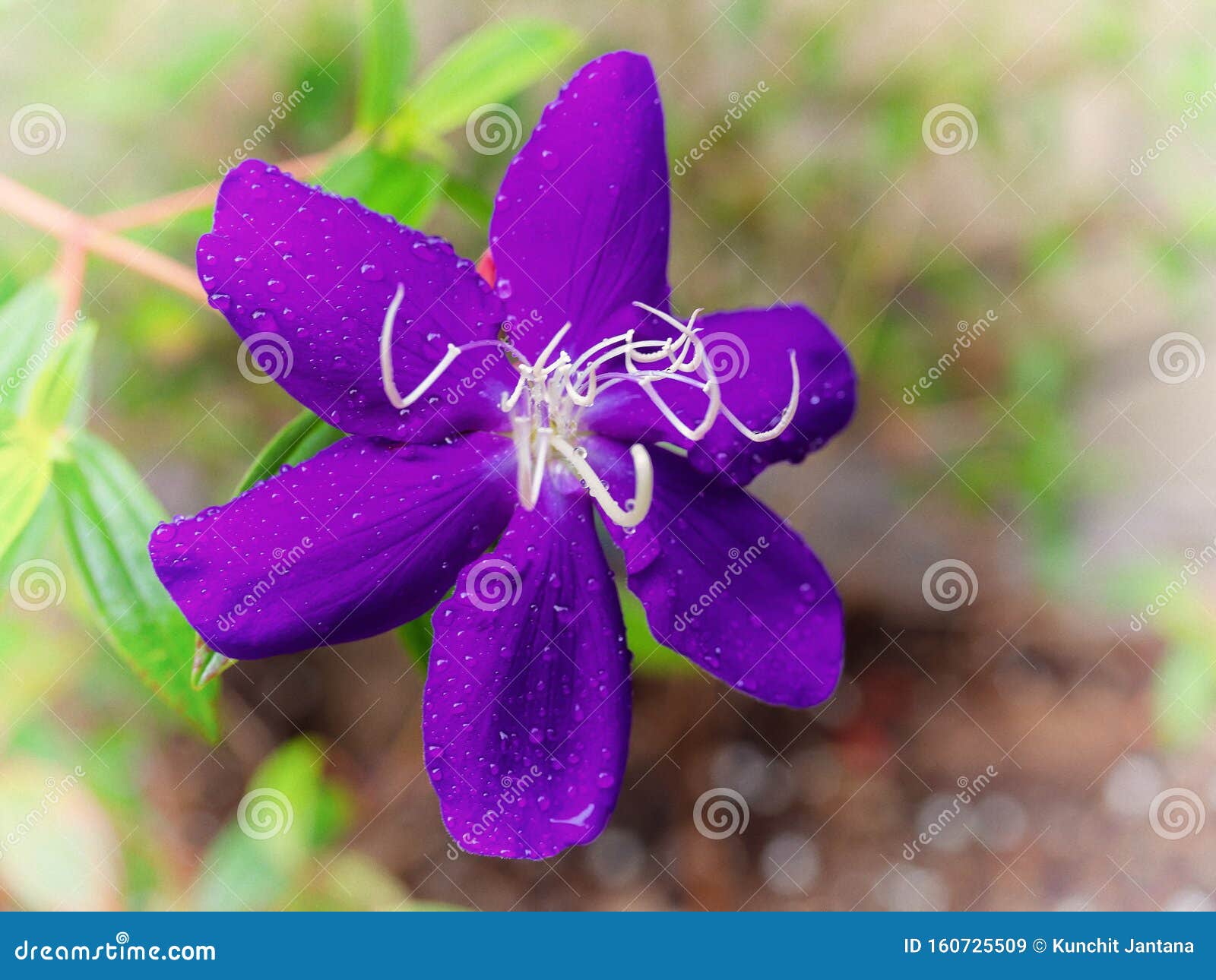 Brazilian Spider Flower Stock Image Image Of Leaf Garden 160725509