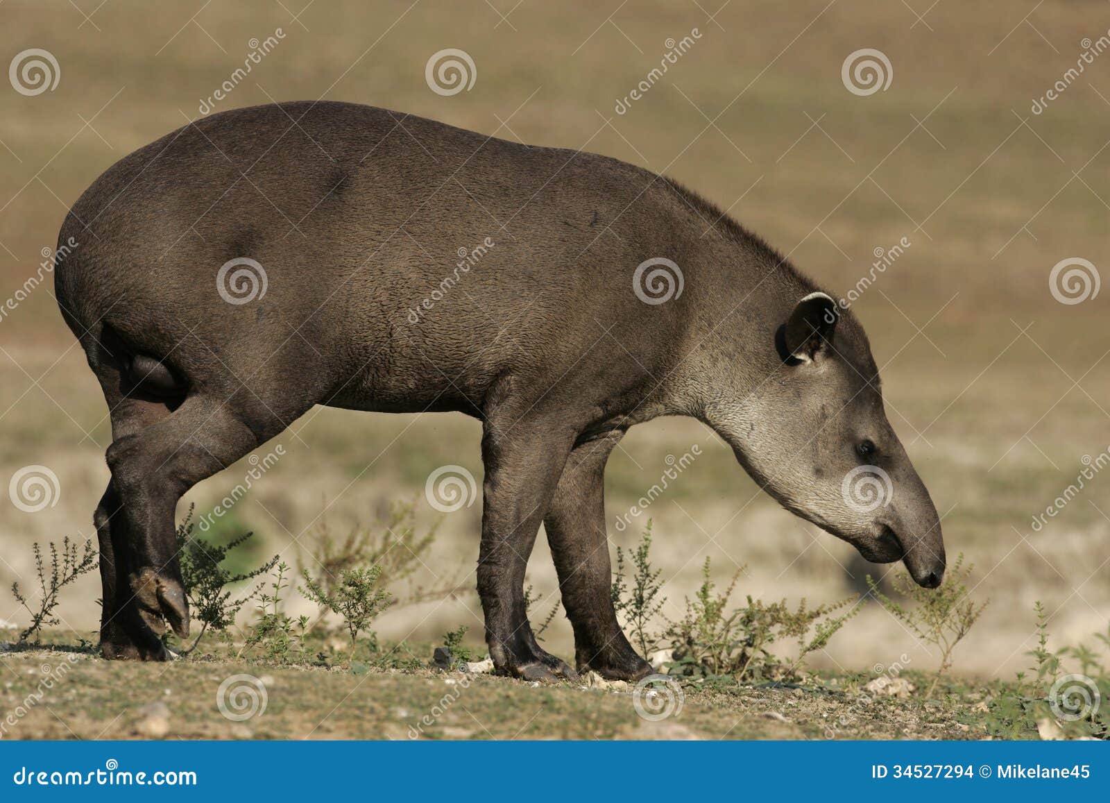 brazilian tapir, tapirus terrestris,