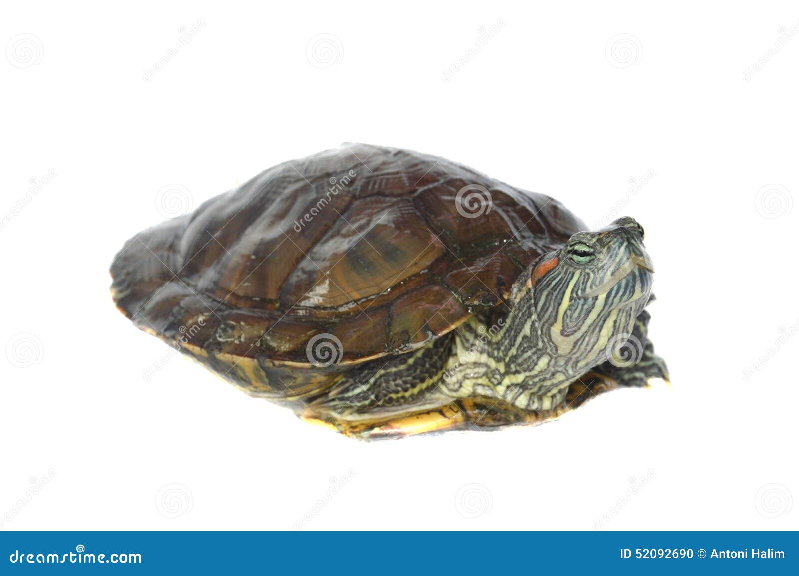 Brazilian turtle stock photo. Image of head, beauty, denticulata - 52092690