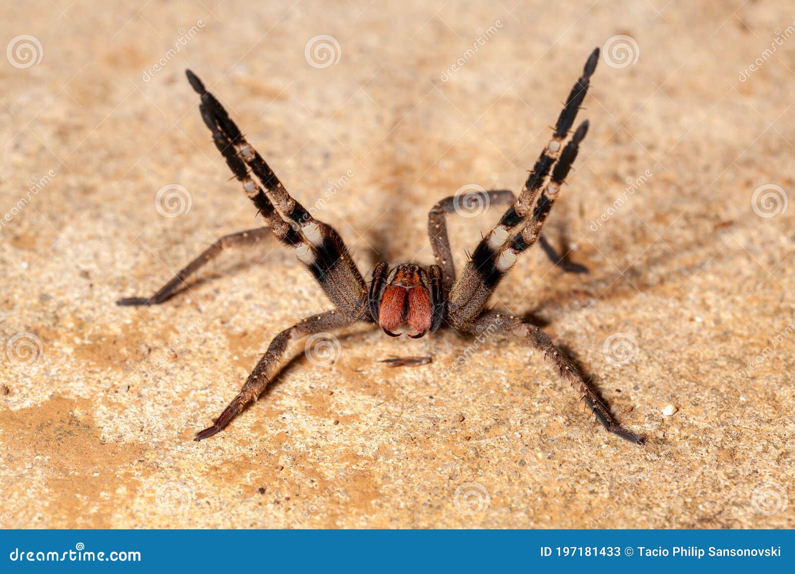 brazilian wandering spider - danger poisonous phoneutria ctenidae