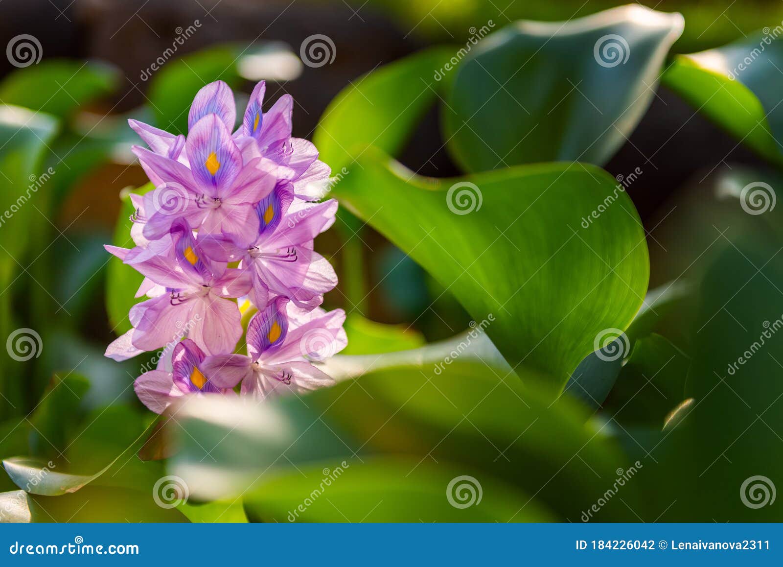 brazilian water hyacinth flower. flora on bali island. indonesia