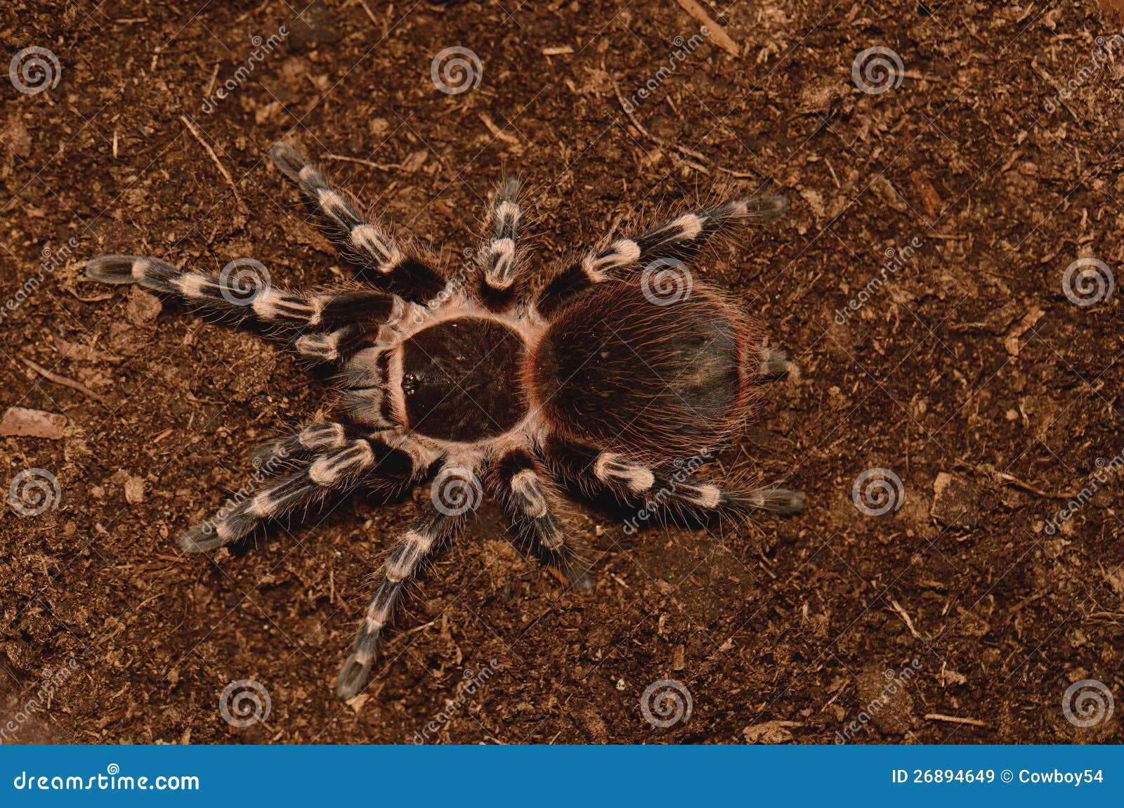 Brazilian White Stripe Tarantula Stock Image - Image of ground, nature ...