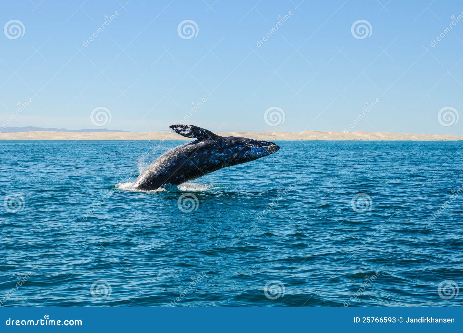 breaching gray whales (eschrichtius robustus)