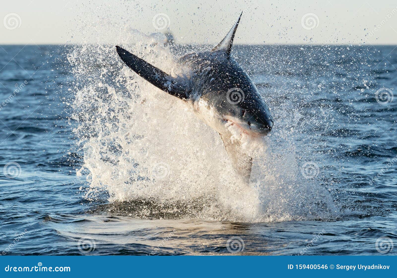 444 Shark Ai Stock Photos - Free & Royalty-Free Stock Photos from Dreamstime