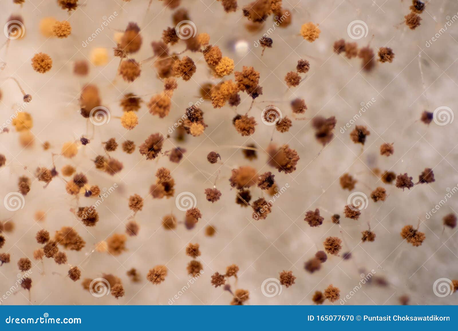 bread mold fungi under microscope for education