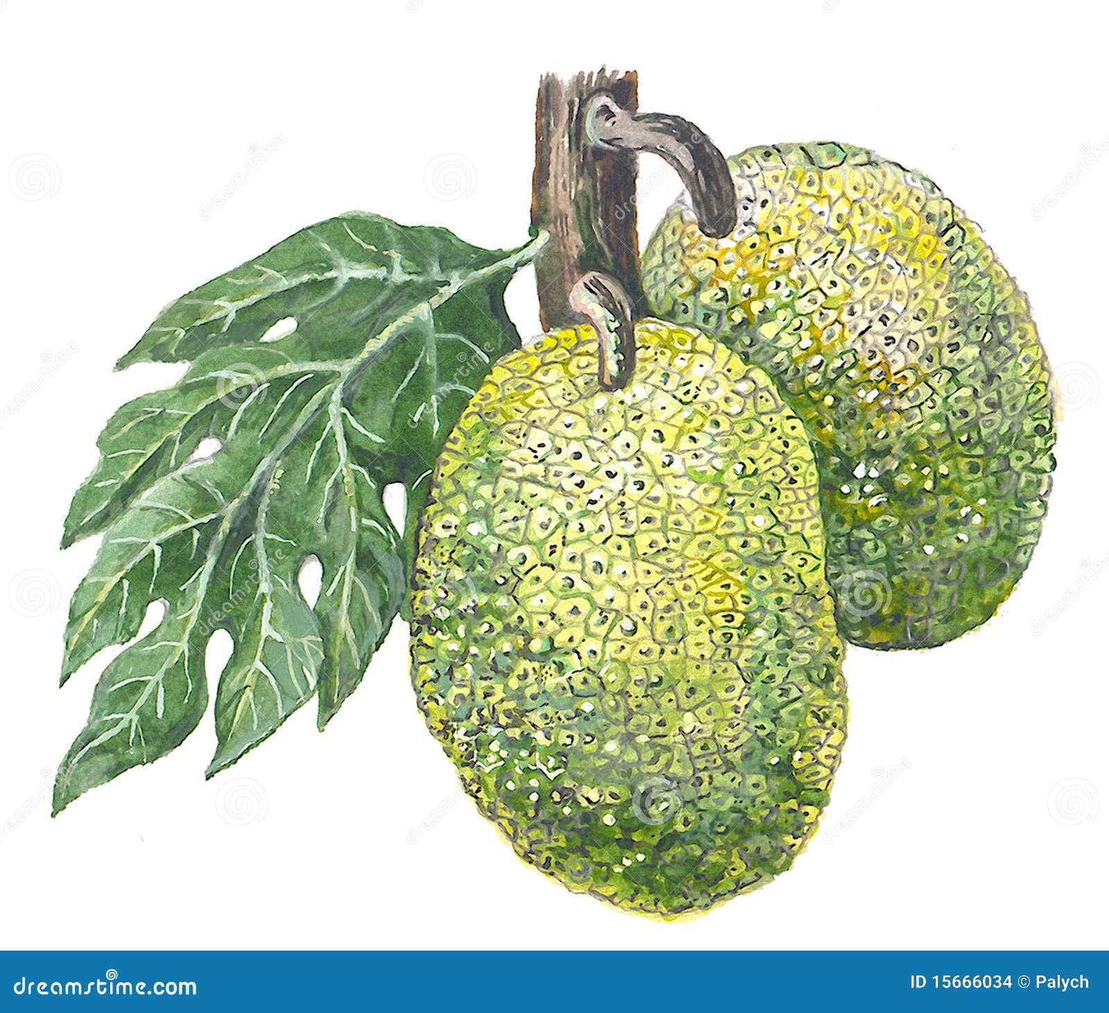 Breadfruit stock illustration. Illustration of pacific 15666034