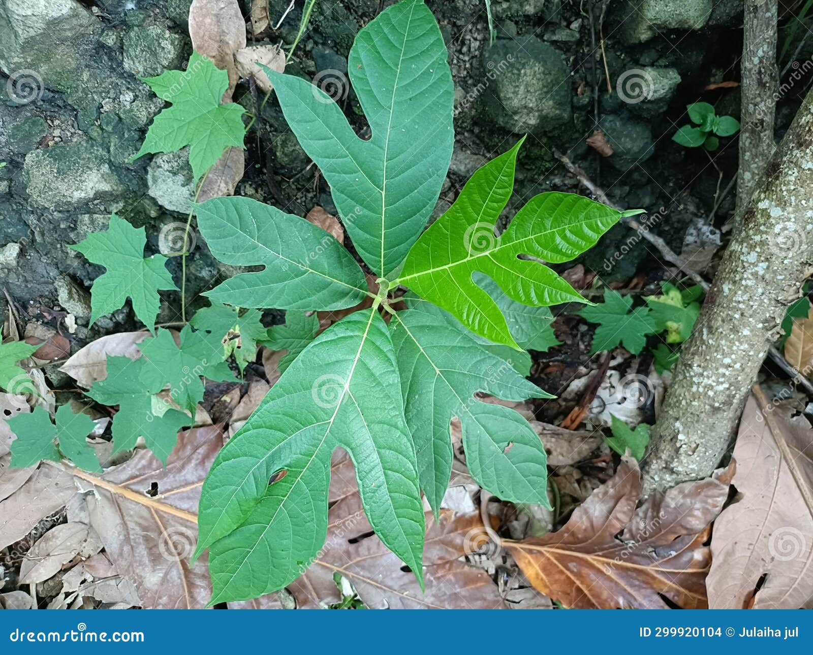 Breadfruit Plants are Plants that Bear Fruit Stock Photo Image of