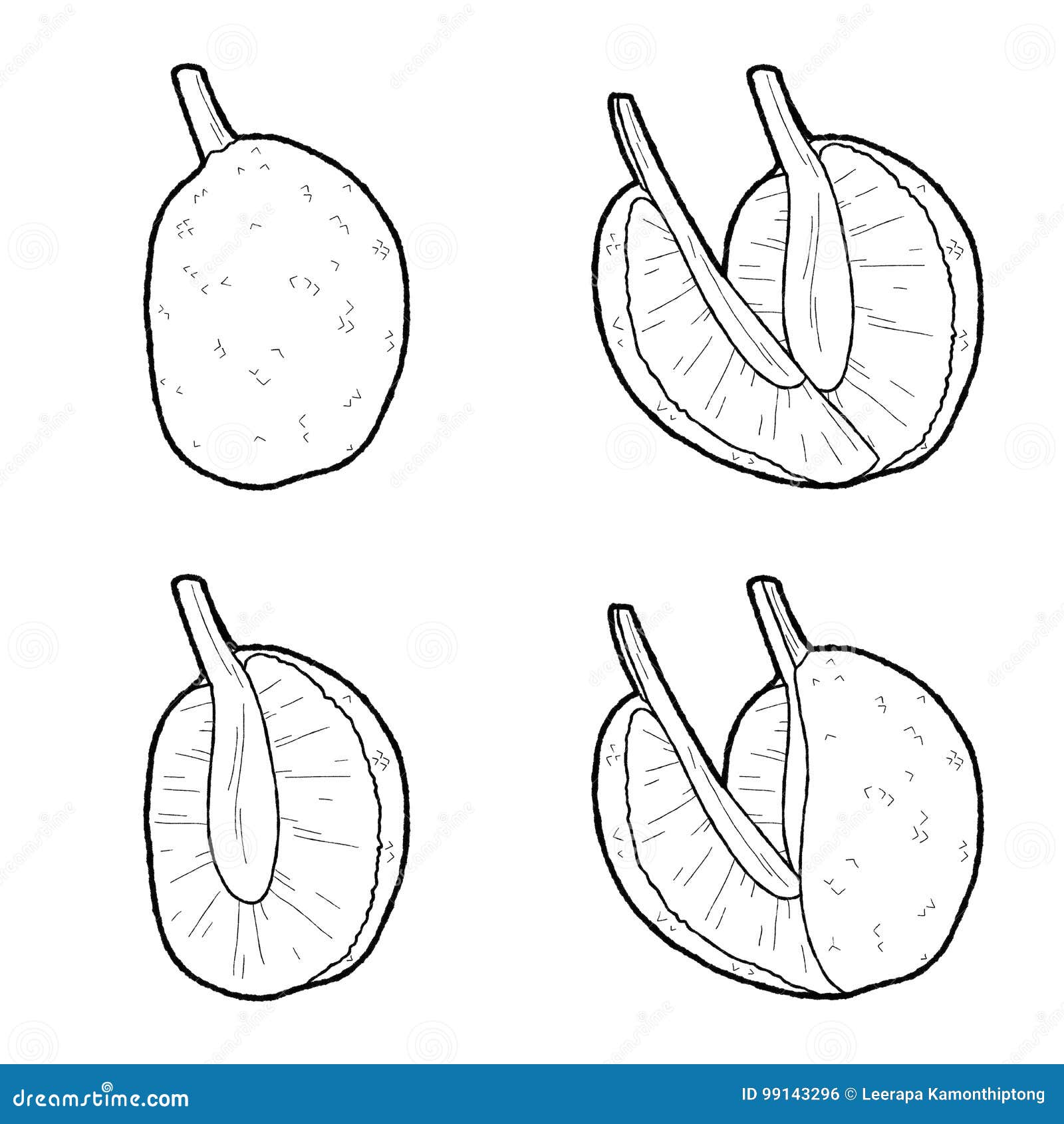 Breadfruit stock vector. Illustration of breadfruit, draw 99143296