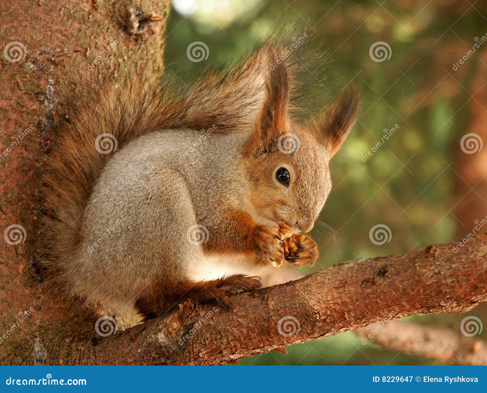 Breakfast for squirrel stock image. Image of nature, forest 8229647