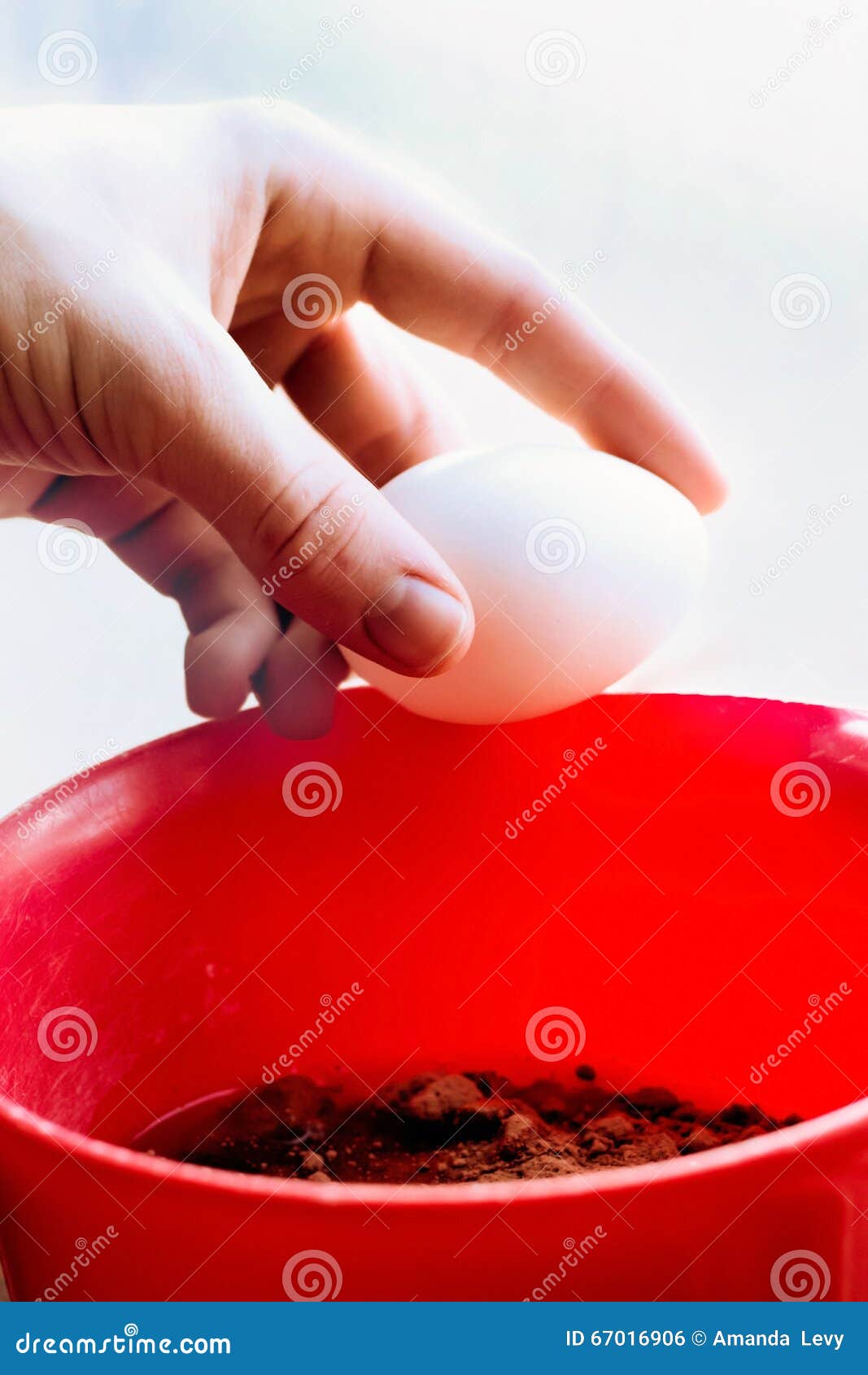 Breaking the Egg into a Bowl Stock Photo Image of poultry, ingredient