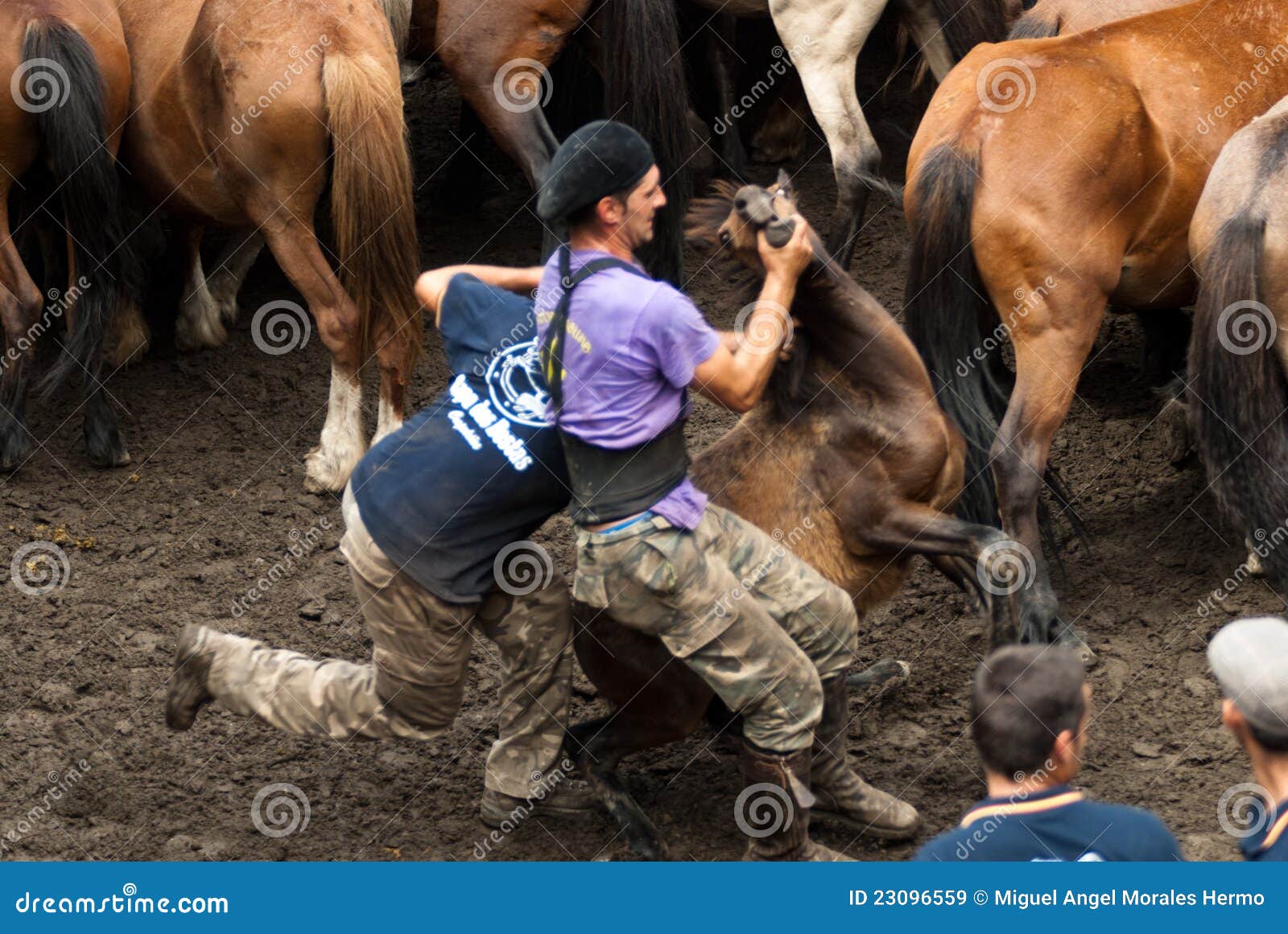 Breaking a Little Wild Horse Editorial Stock Image Image of herd