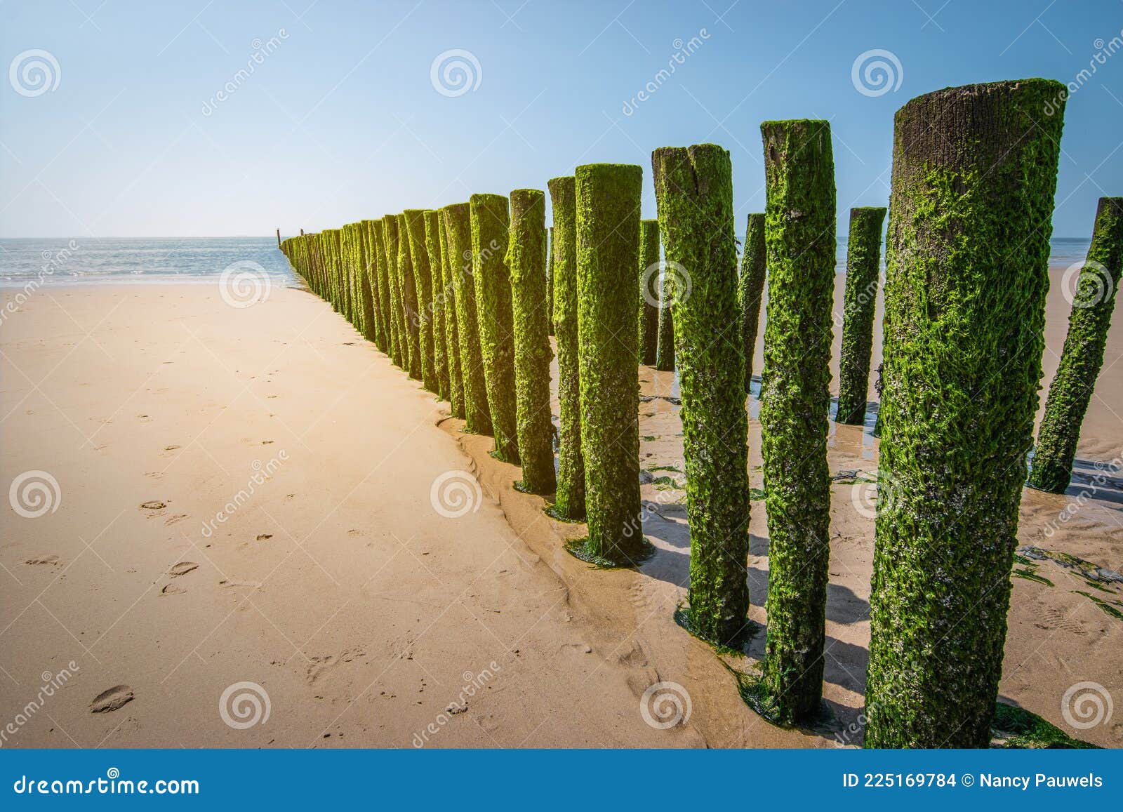 breakwaters on the beach of the netherlands.