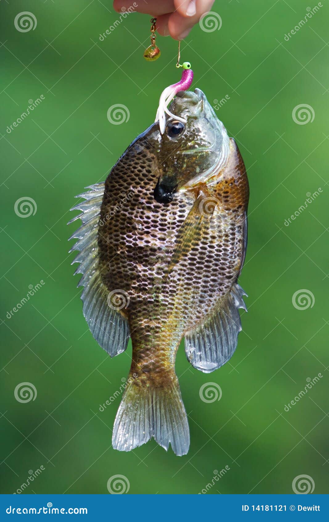 Bream stock image. Image of artificial, fish, fishing 14181121