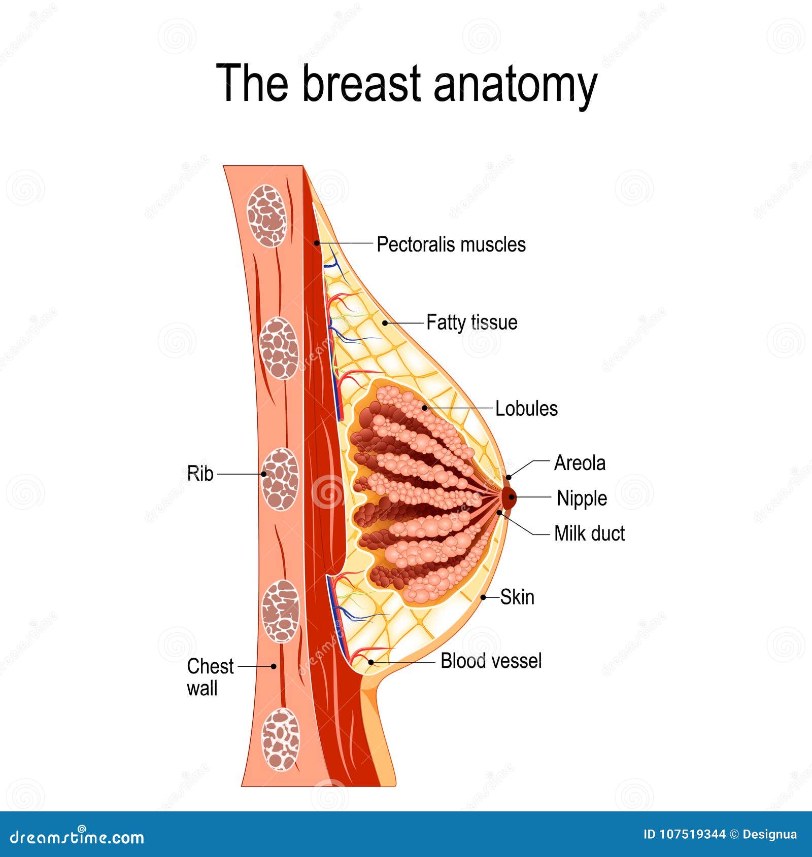 Breast Anatomy. Cross-section of the Mammary Gland Stock Vector -  Illustration of lactiferous, diagram: 107519344