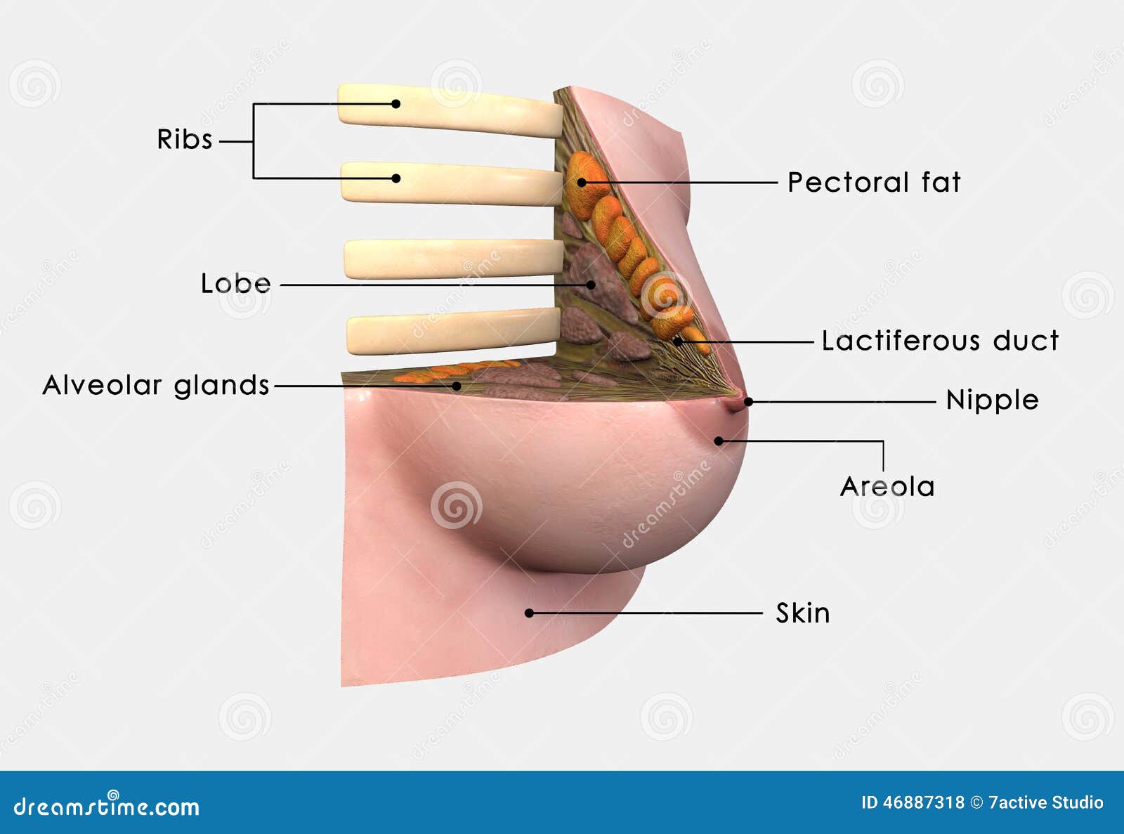 Breast anatomy labelled stock illustration. Illustration of tissue -  46887318