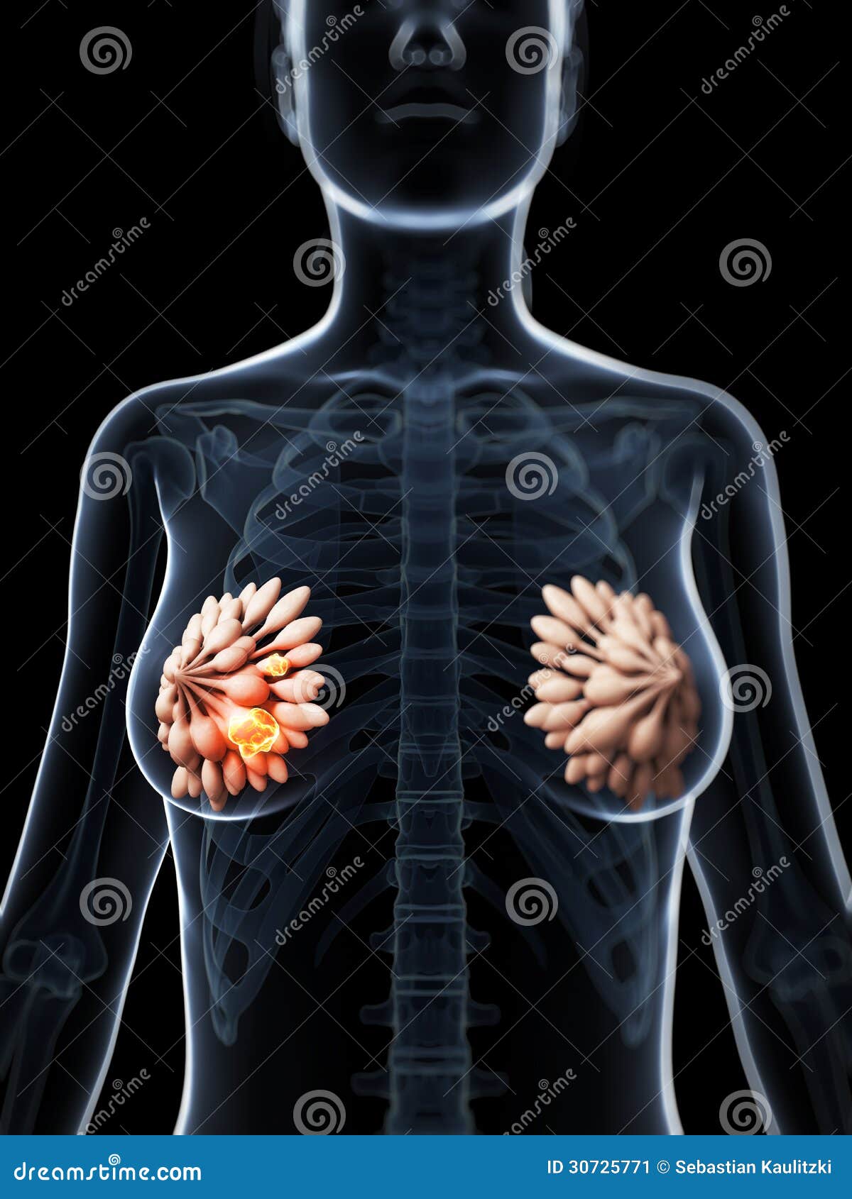 Female breast anatomy, illustration - Stock Image - F035/7299