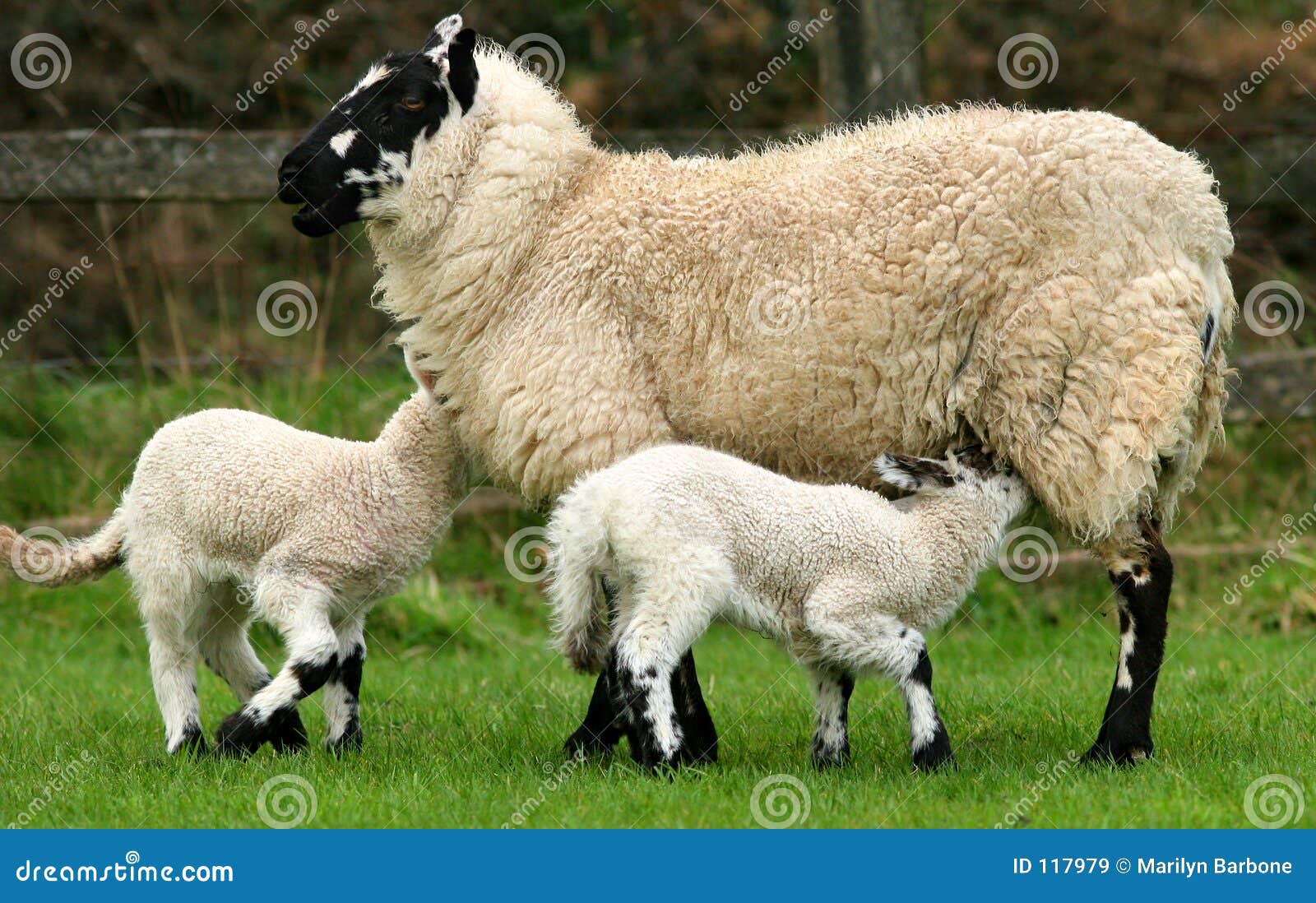 Breast Feeding Hungry Lambs Stock Image Image of beautiful, feeding