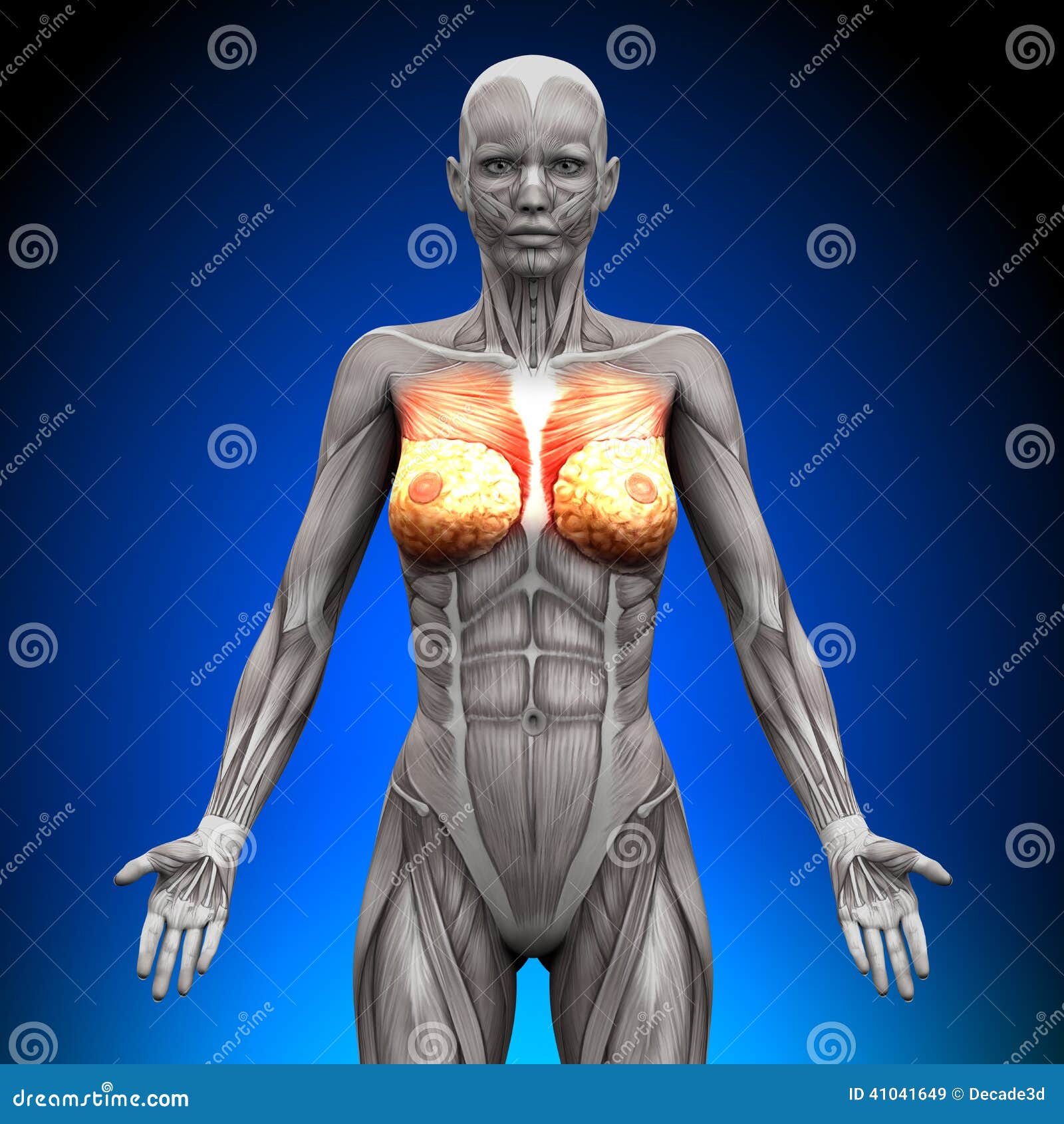 Breasts - Female Anatomy Muscles Stock Illustration - Illustration of  nipple, muscular: 41041649