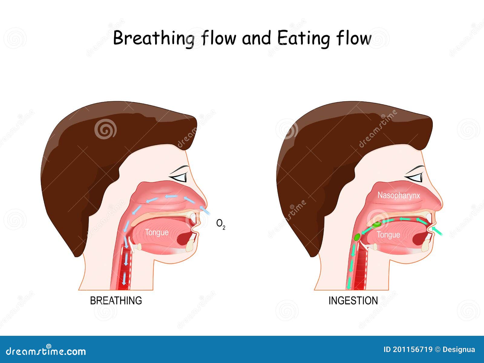 Breathing And Eating Process Stock Vector Illustration Of Medical breathing-and-eating-process-stock-vector-illustration-of-medical
