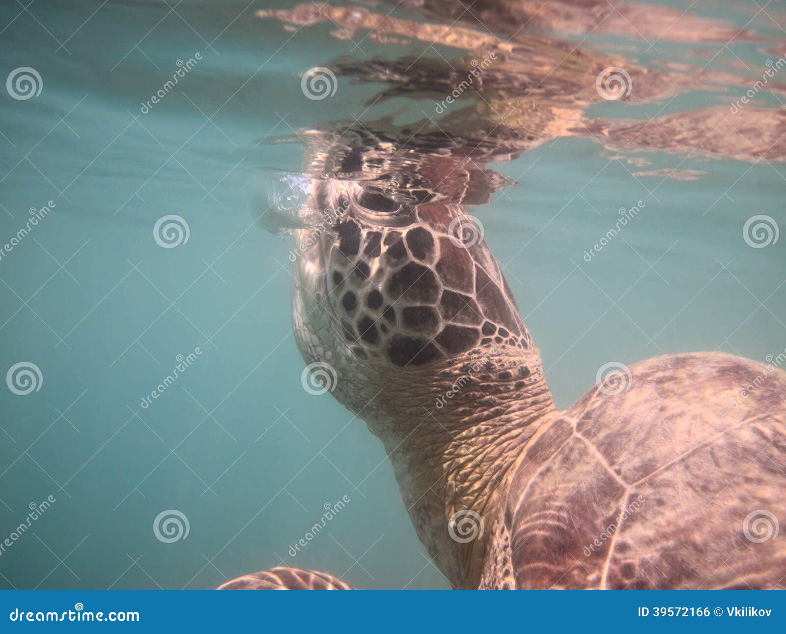 Breathing green sea turtle stock photo. Image of animal 39572166