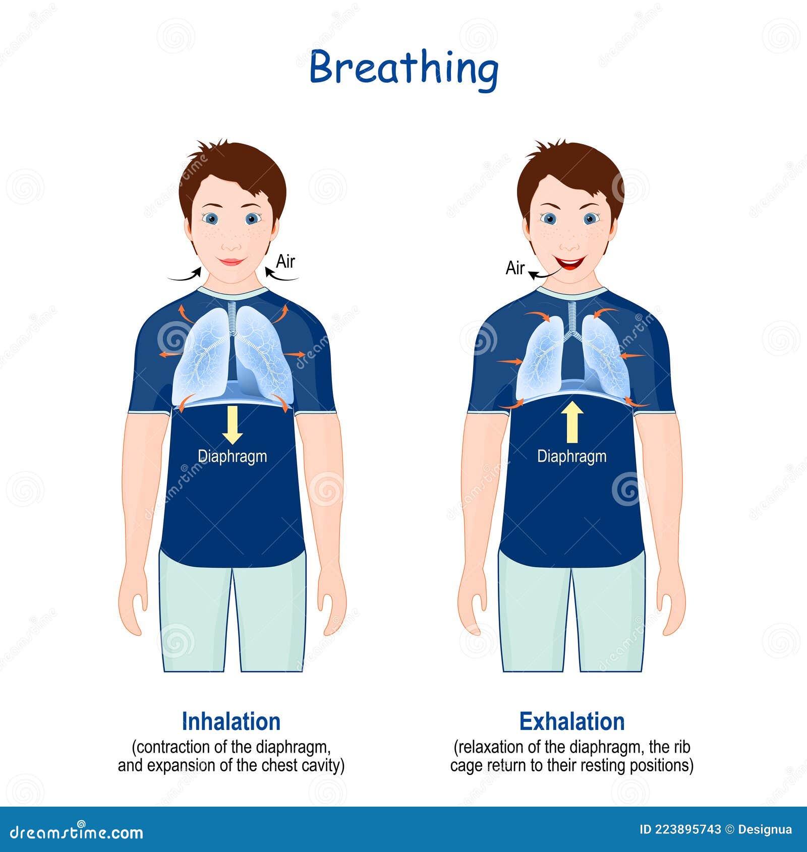 Breathing Movement Of Ribcage During Inspiration And Expiration breathing-movement-of-ribcage-during-inspiration-and-expiration