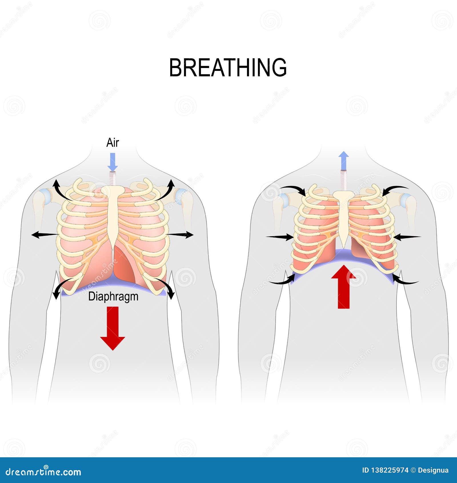 Heart, lungs, and diaphragm during: (a) inhalation; (b) exhalation.