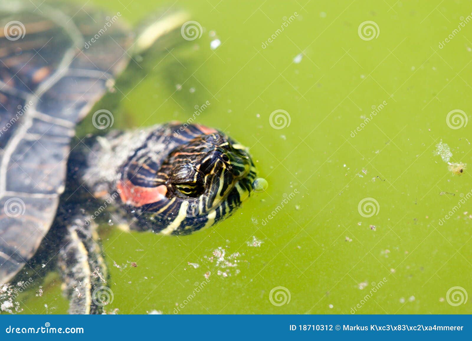 Breathing turtle stock photo. Image of water, amphibian 18710312