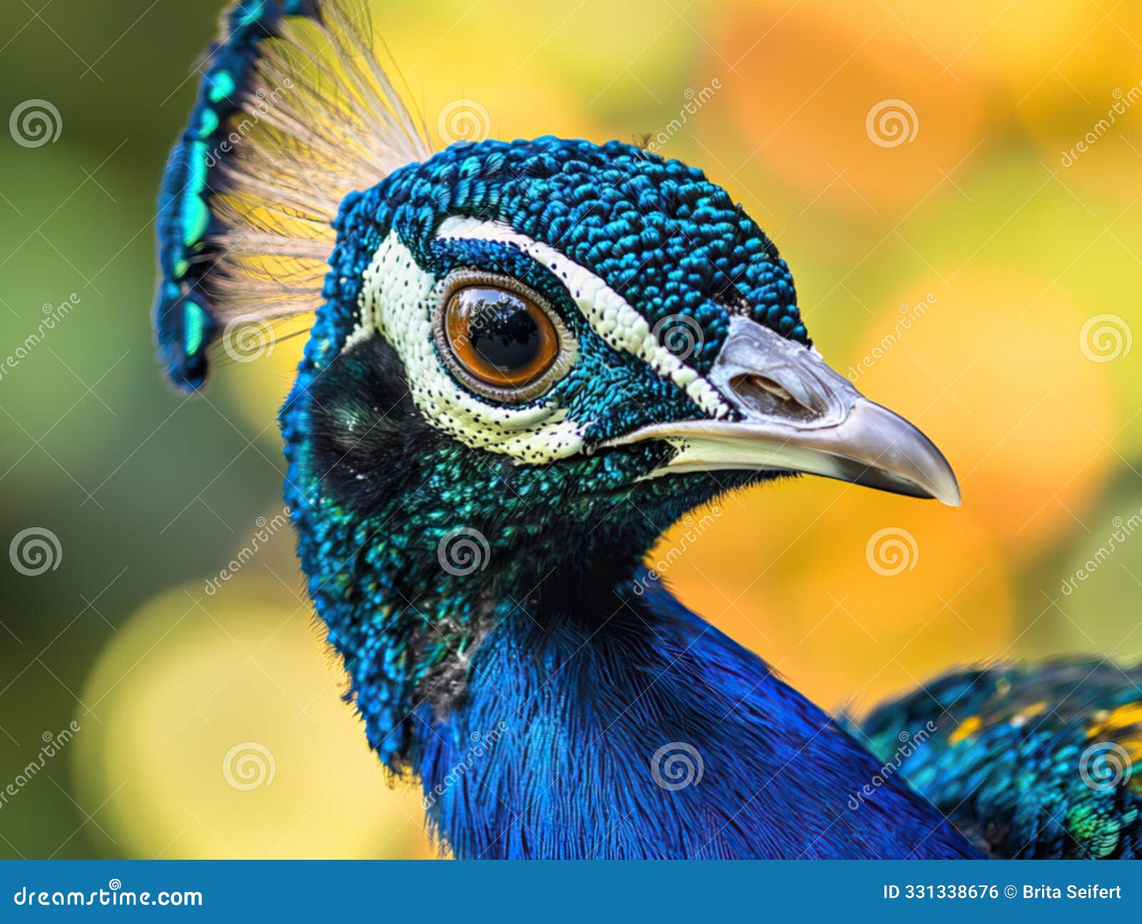 a breathtaking close-up of a beautiful and graceful peacock, showcasing its vibrant, colorful feathers in full display