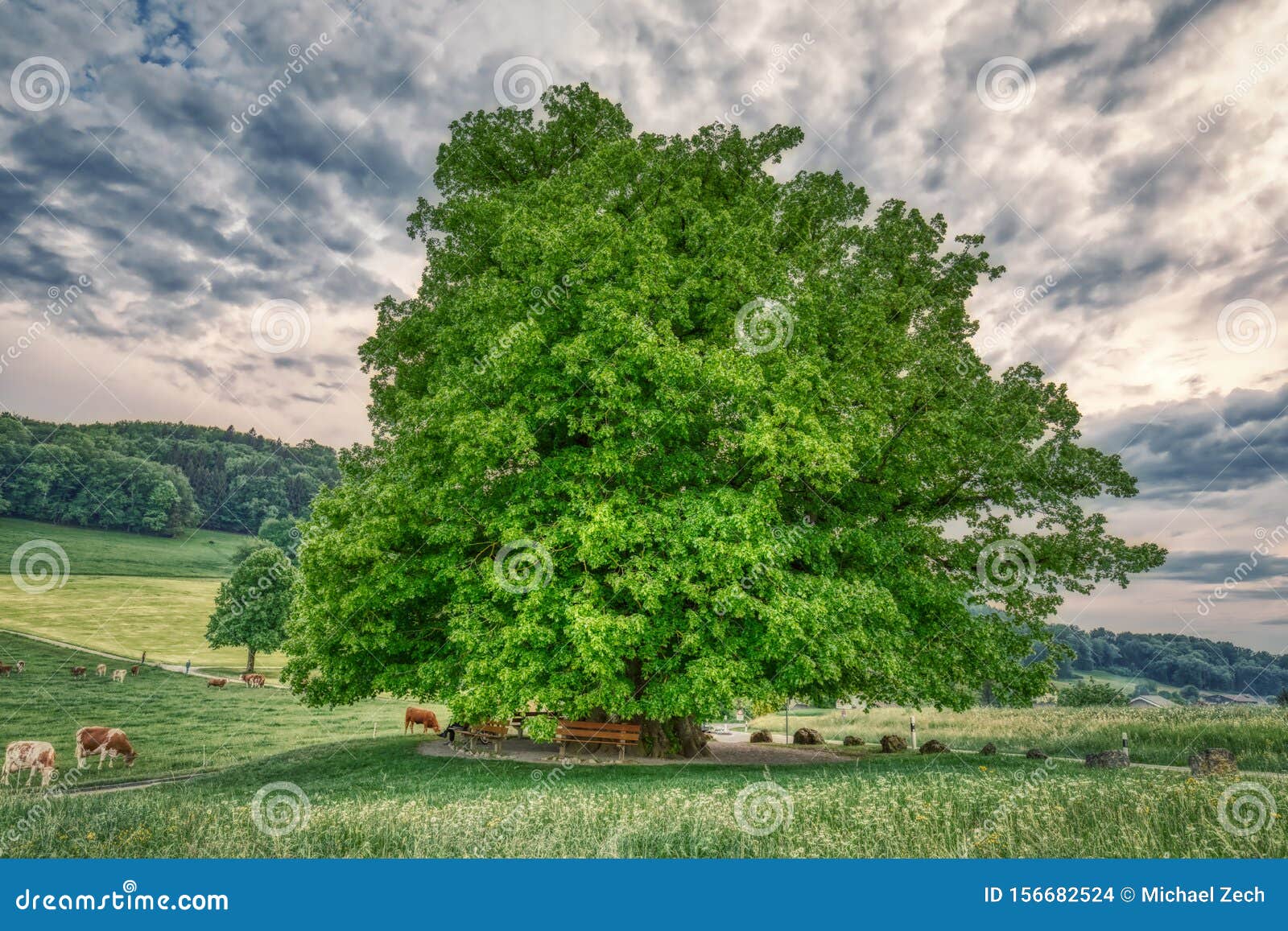 Breathtaking Hdr Shot Of An Old Linden Tree Under Spectacular Sky In