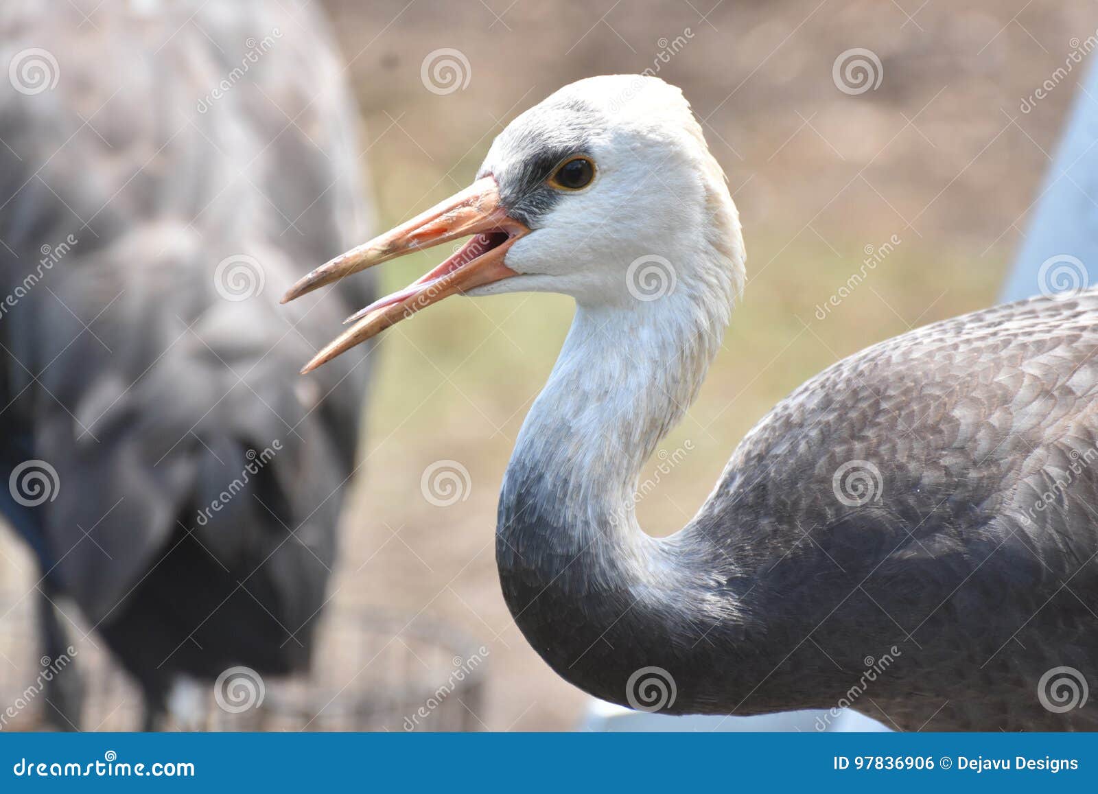 Breathtaking Large Hooded Crane and Long Beak Stock Photo Image of
