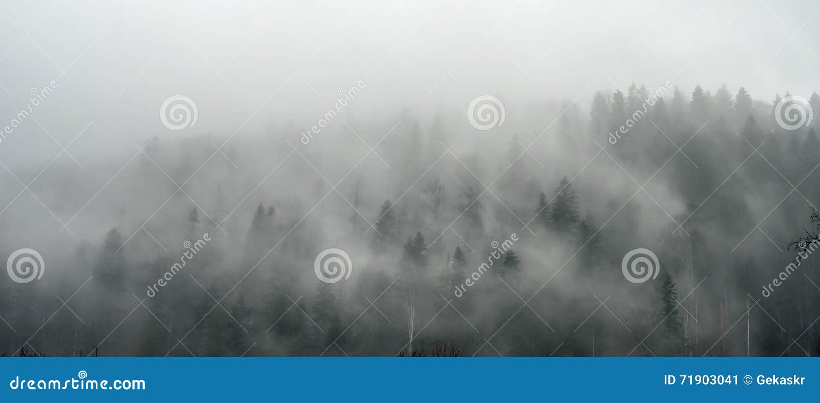 breathtaking panorama of pine wood in fog