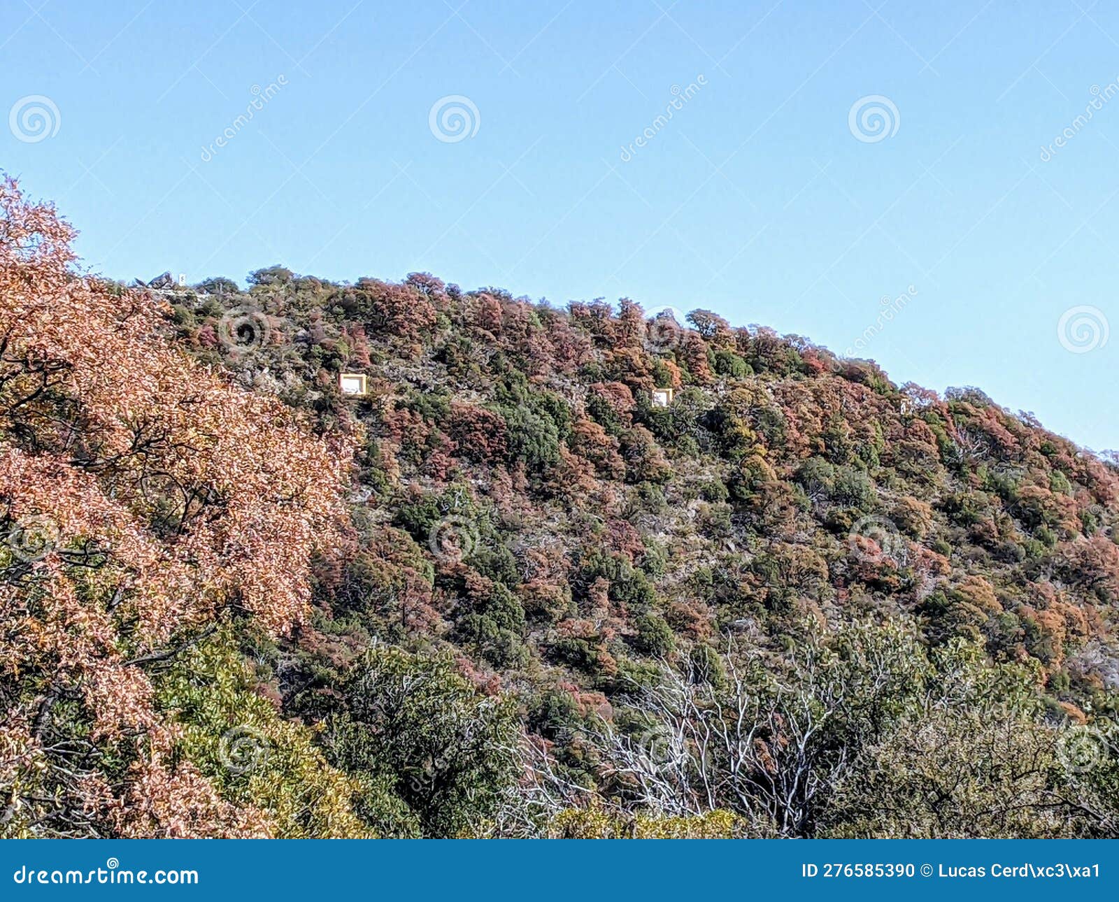 mountain slope with mix of red, yellow, and green trees in cÃ³rdoba, argentina
