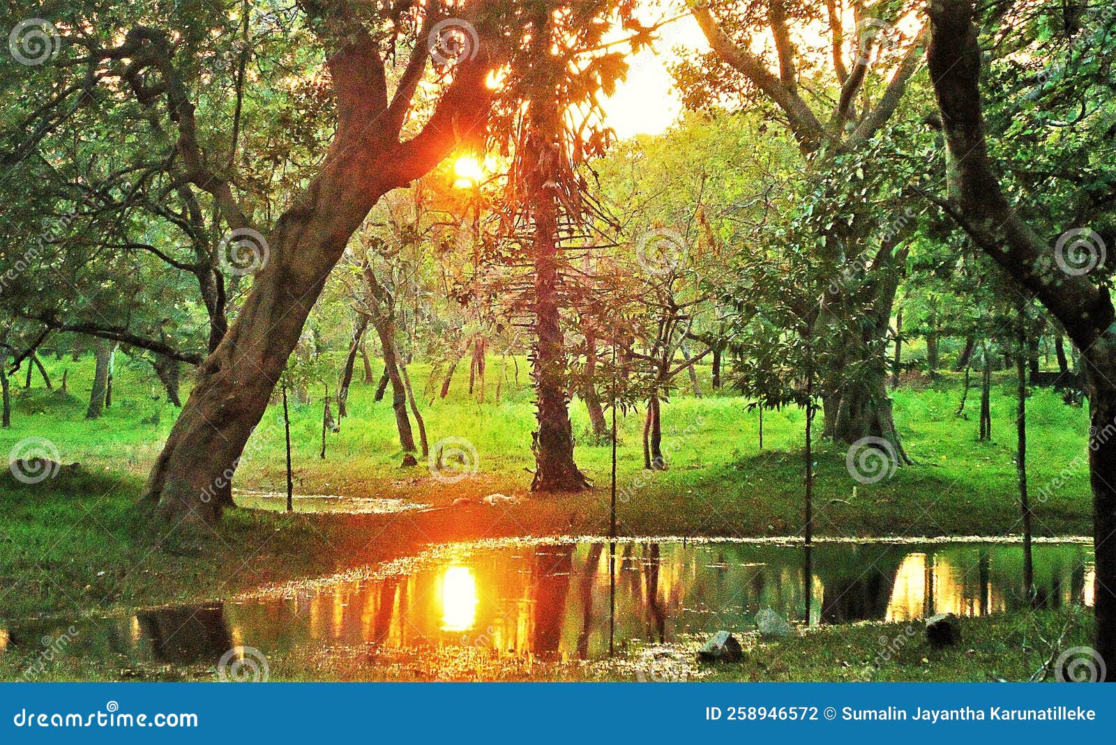 setting sun is reflected in a waterhole in a jungle in polonnaruwa.