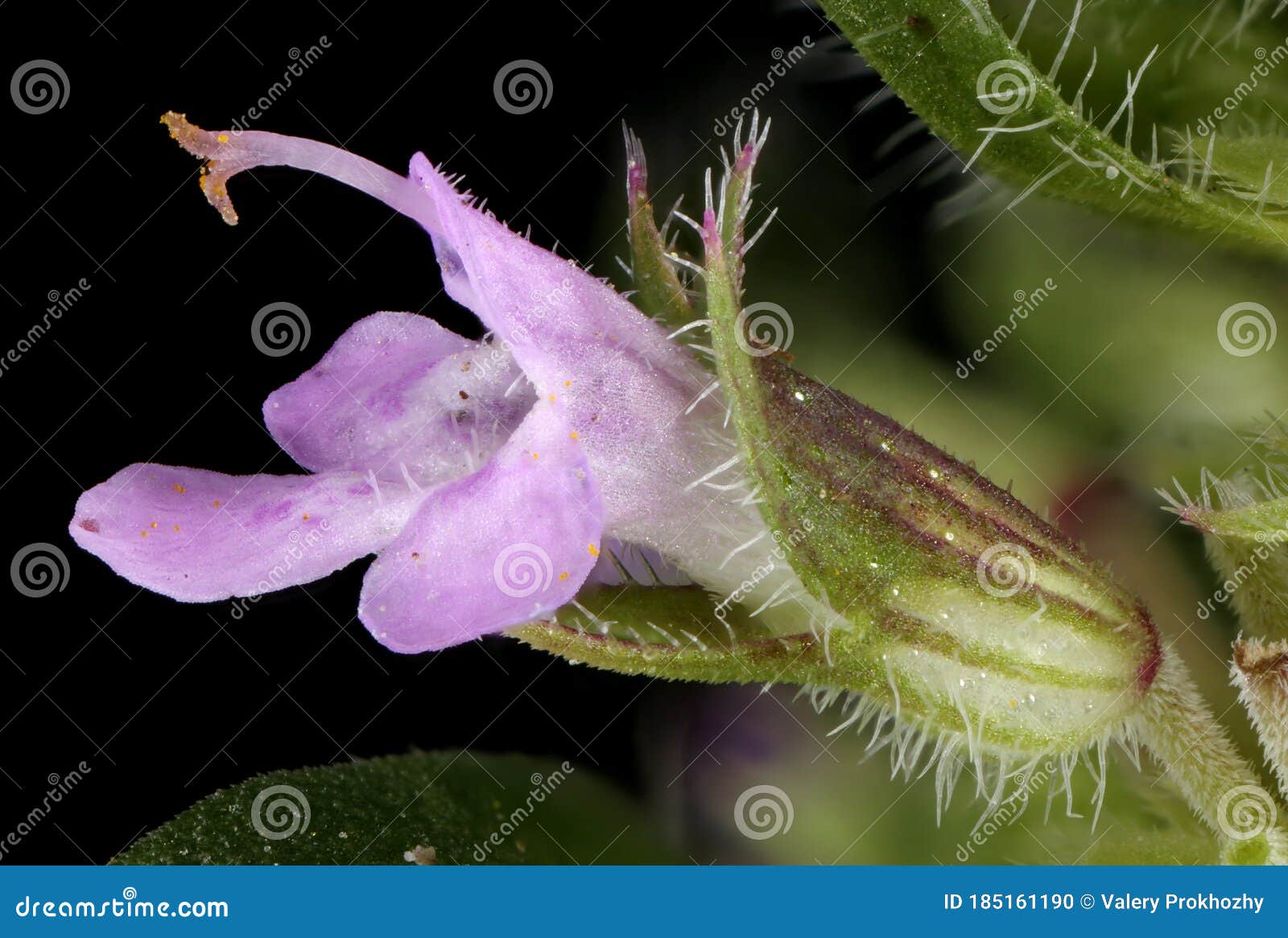 Breckland Thyme Thymus Serpyllum. Flower Closeup Stock Photo Image of background, closeup