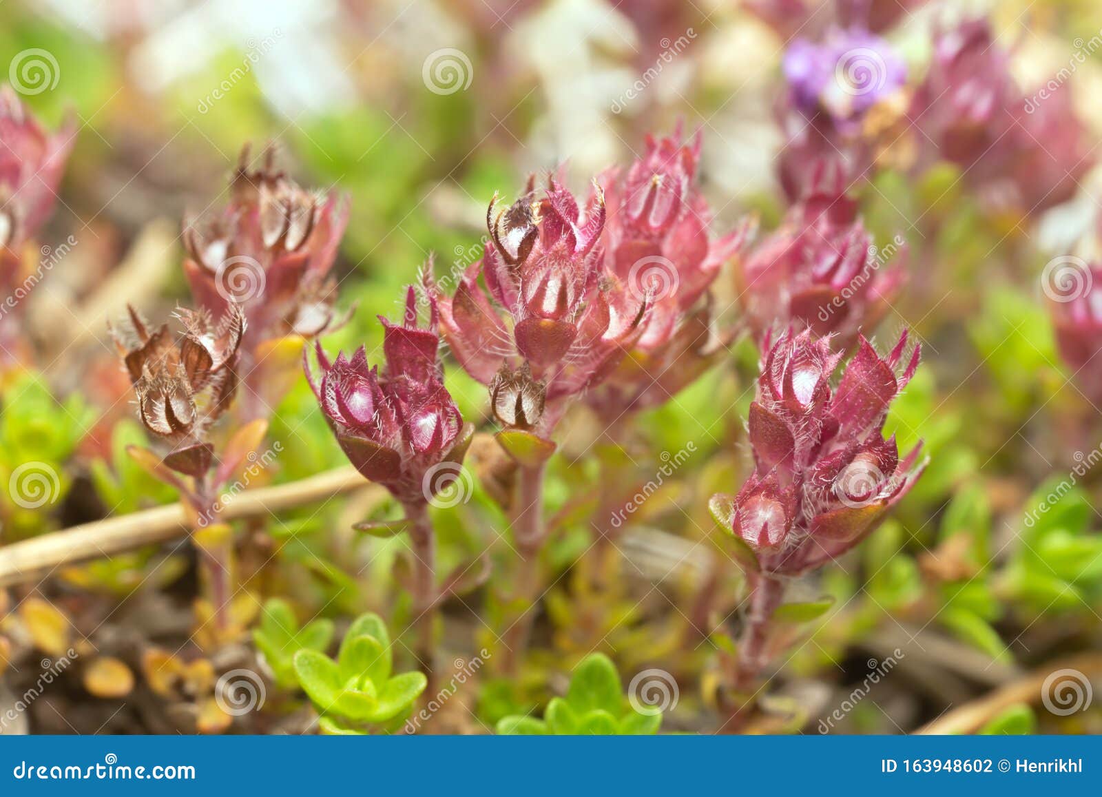Breckland Thyme, Thymus Serpyllum Plants with Buds Stock Photo Image