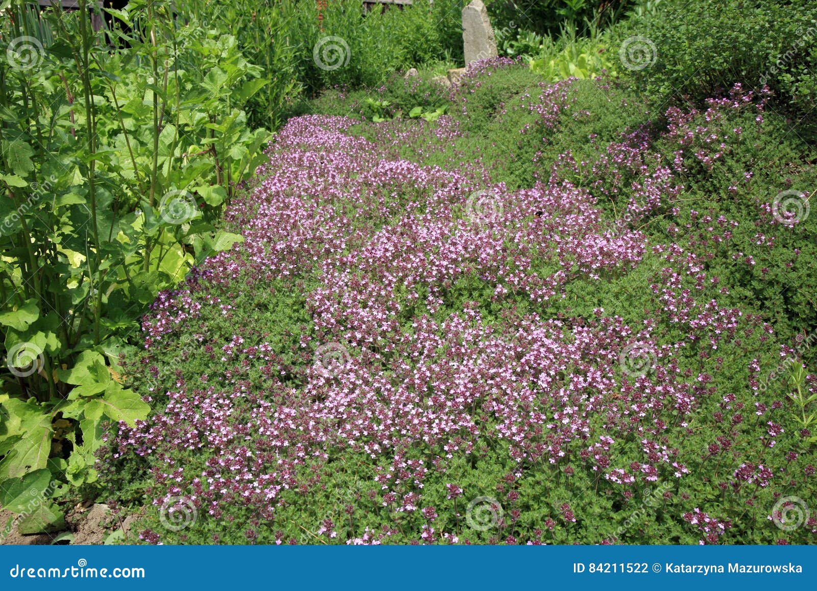 Breckland Thyme, Wild Thyme Stock Photo Image of environment