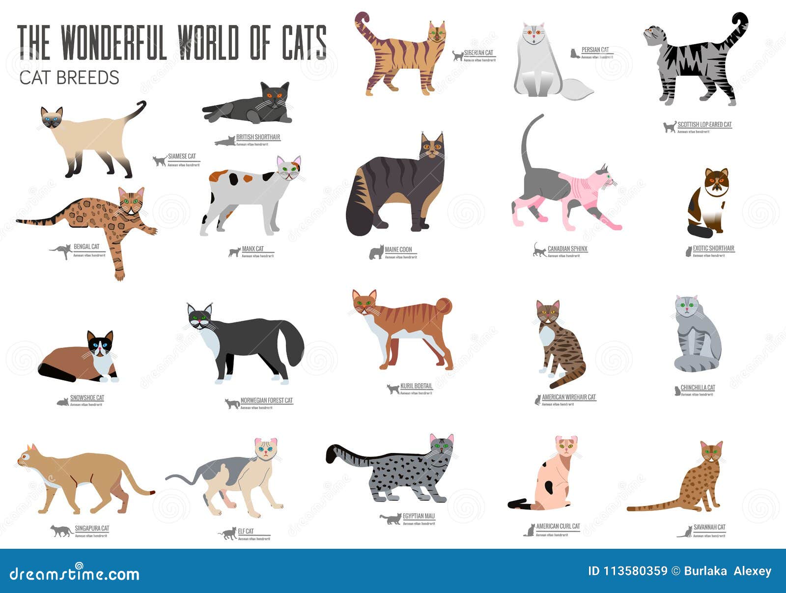 Breed Cats Brochure Cards Set. Animal Traditional Template of Flyear, Magazines, Posters, Book Cover, Banners Stock Vector - Illustration of authentic, forms: 113580359 Breed Cats Brochure Cards Set. Animal Traditional Template of Flyear, Magazines, Posters, Book Cover, Banners Stock Vector - Illustration of authentic, forms: 113580359