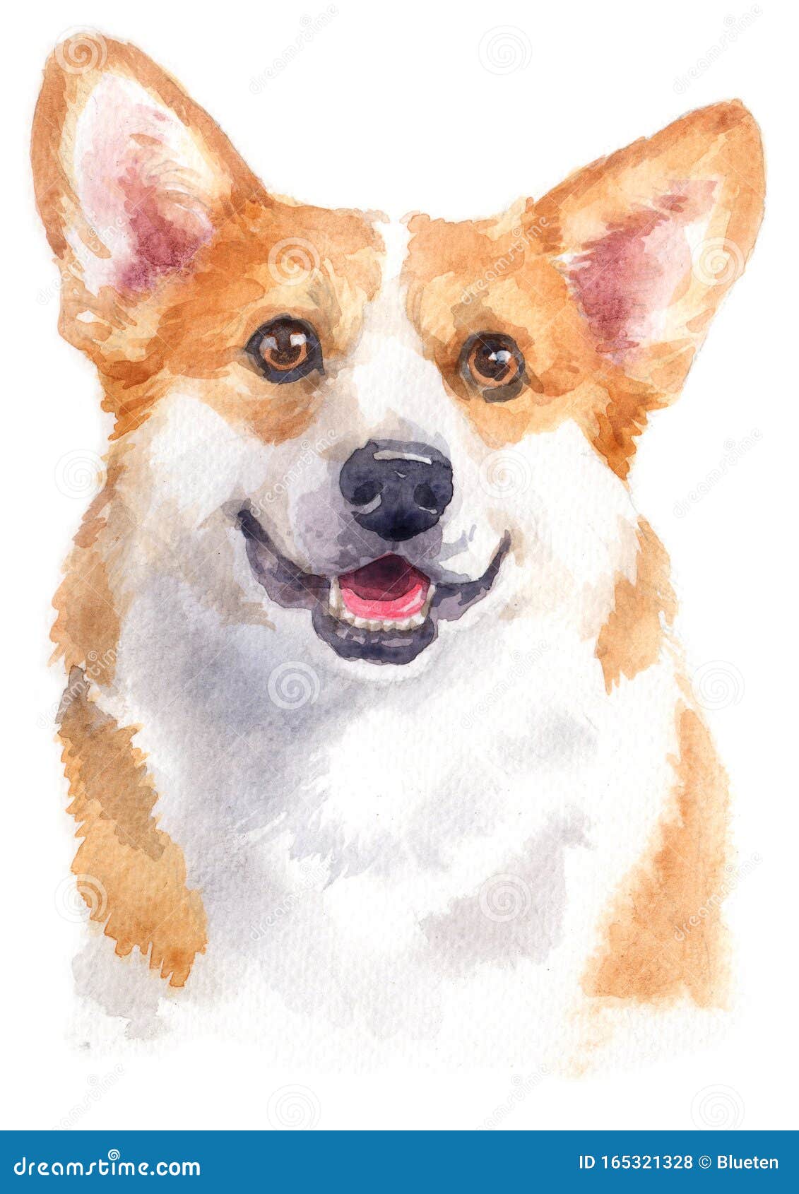 are corgis water dogs