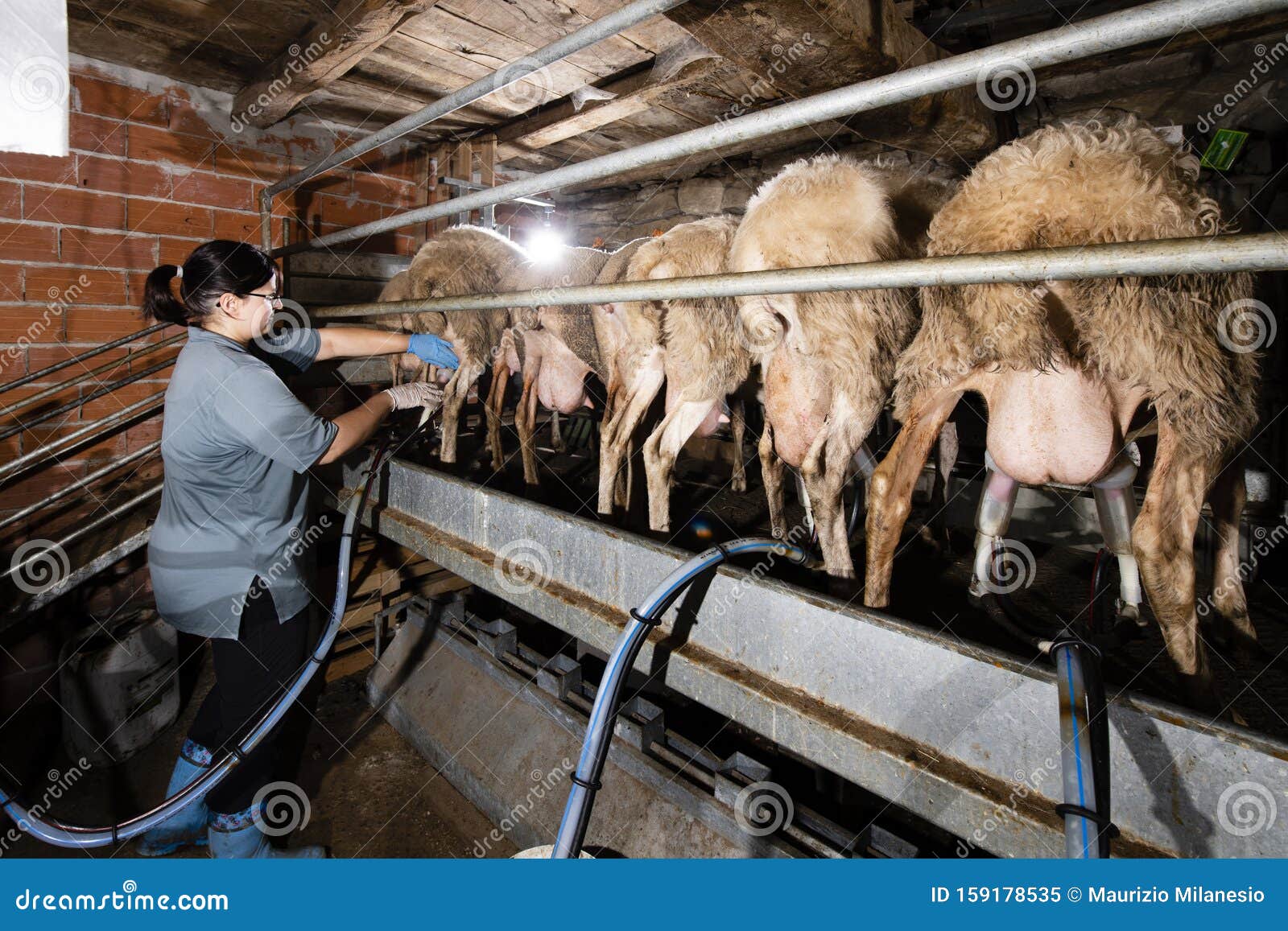 Breeder Prepares Sheep for Milking Stock Image Image of milkmaid