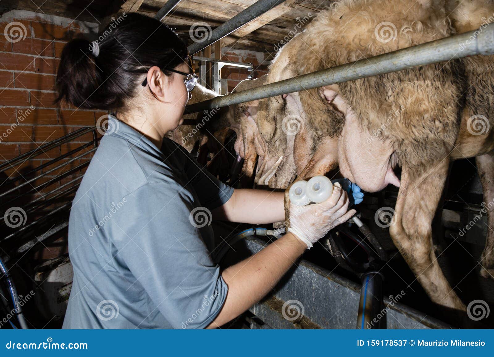 Breeder Prepares Sheep for Milking Stock Image Image of milking